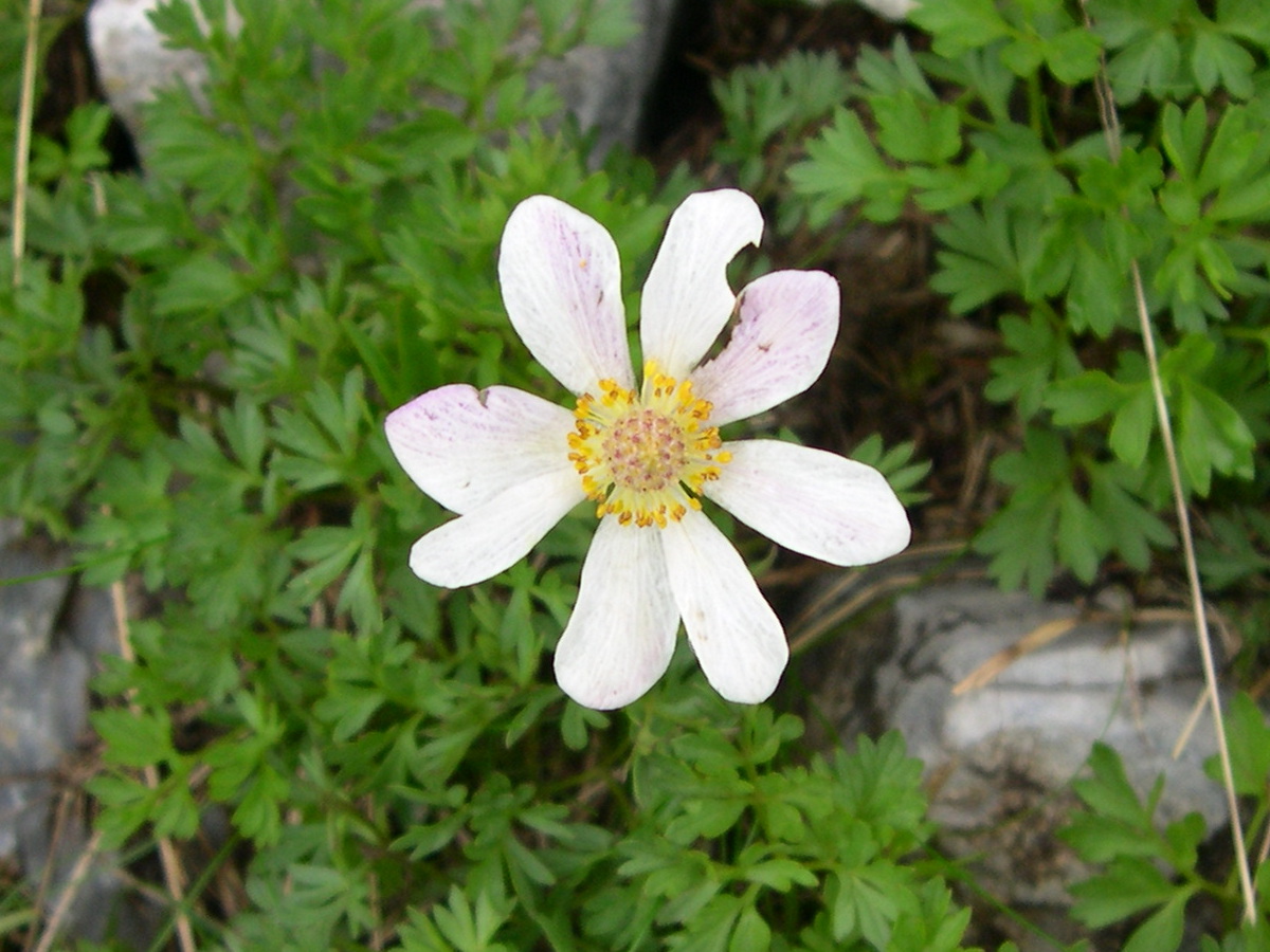 Afficher le média anemone_baldensis2md anemone_baldensis2md