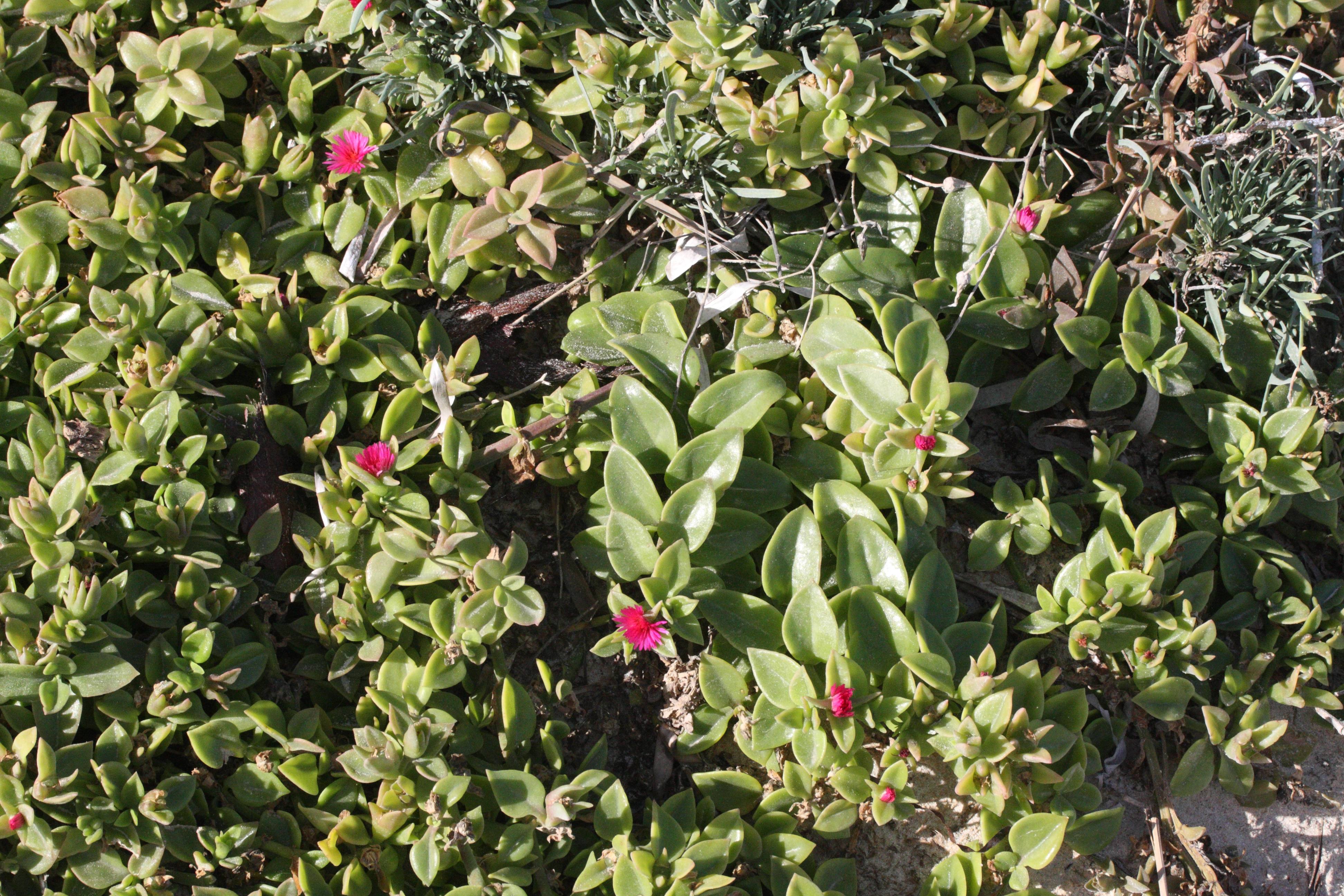 Afficher le média aptenia_cordifolia6md aptenia_cordifolia6md