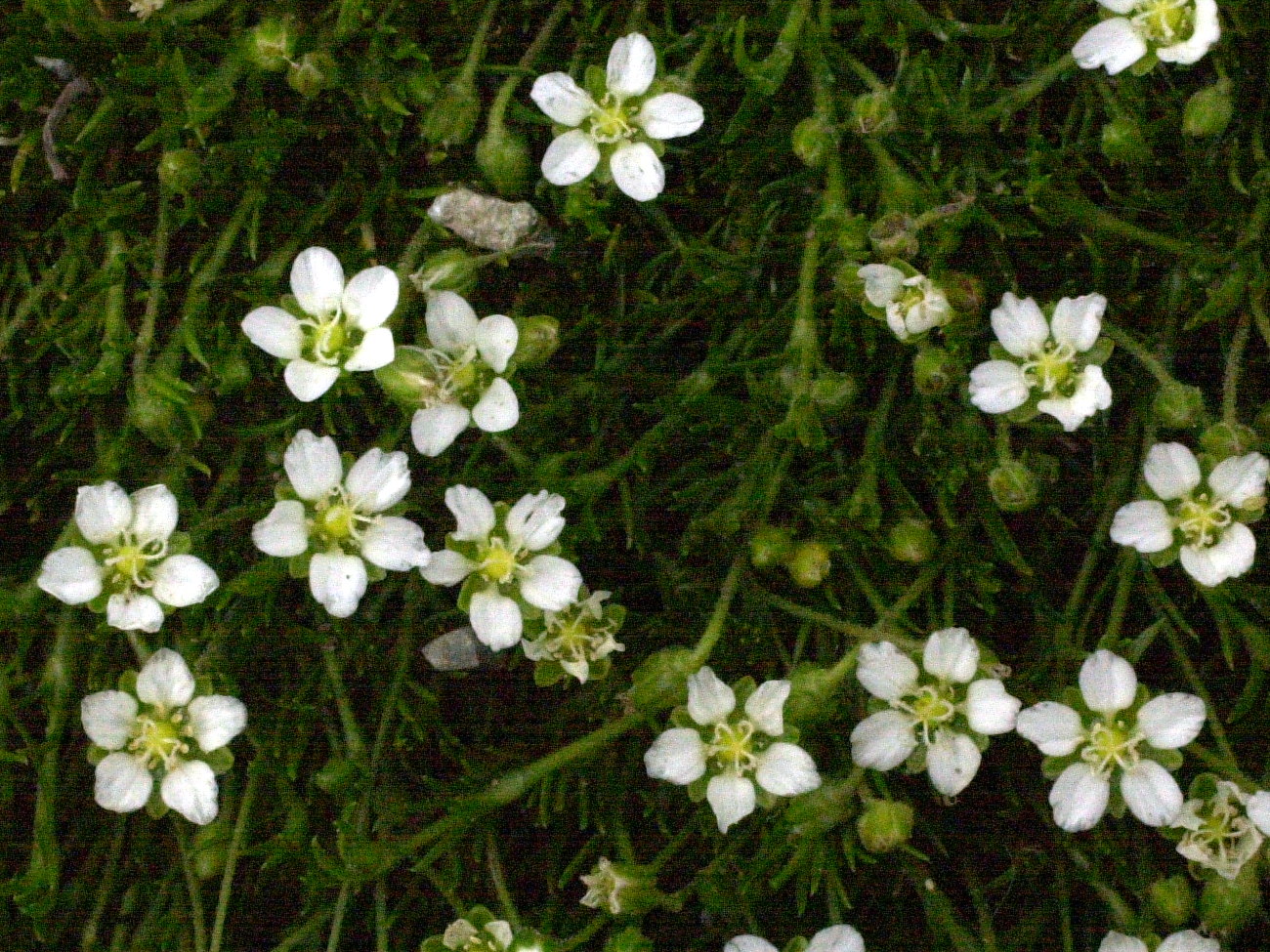 arenaria_grandiflora2md