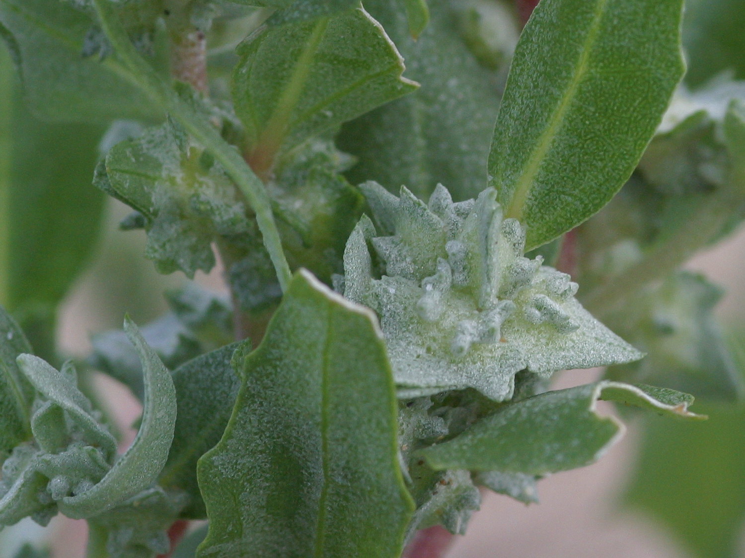 atriplex_laciniata5bd