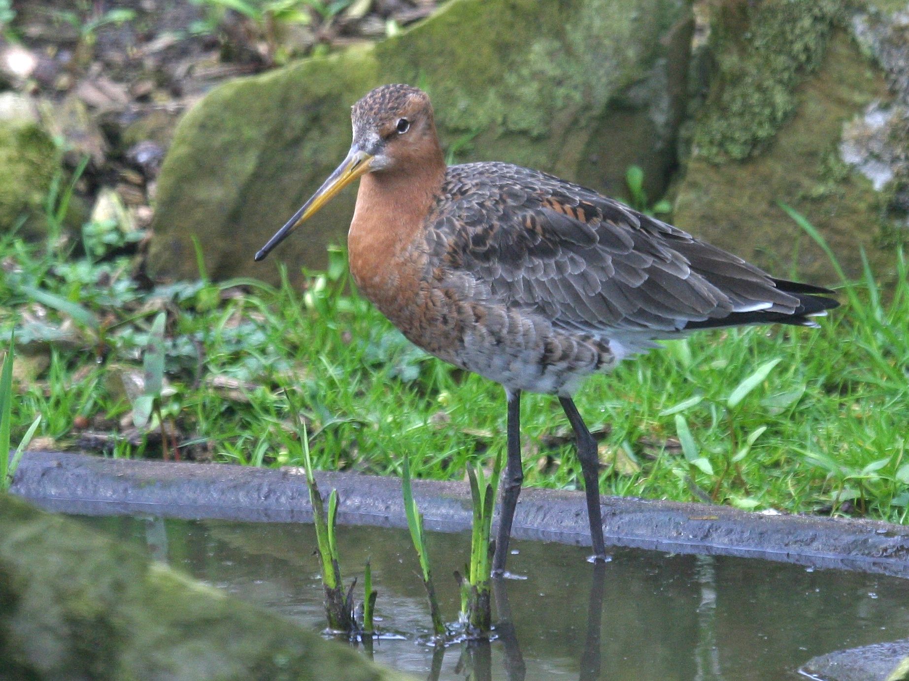 barge_a_queue_noire_-_limosa_limosa4bd
