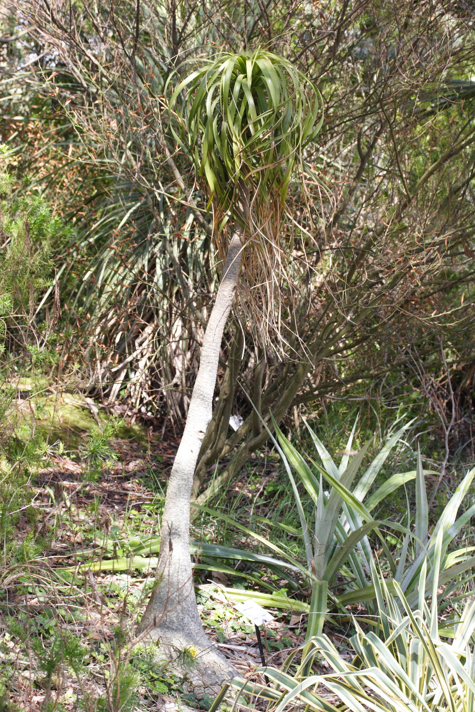 beaucarnea_recurvata3md