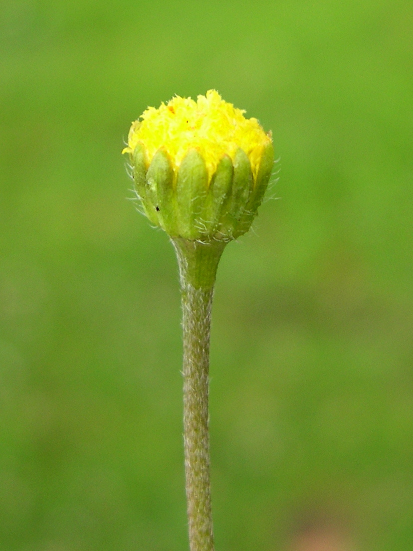 bellis_perennis2slmd