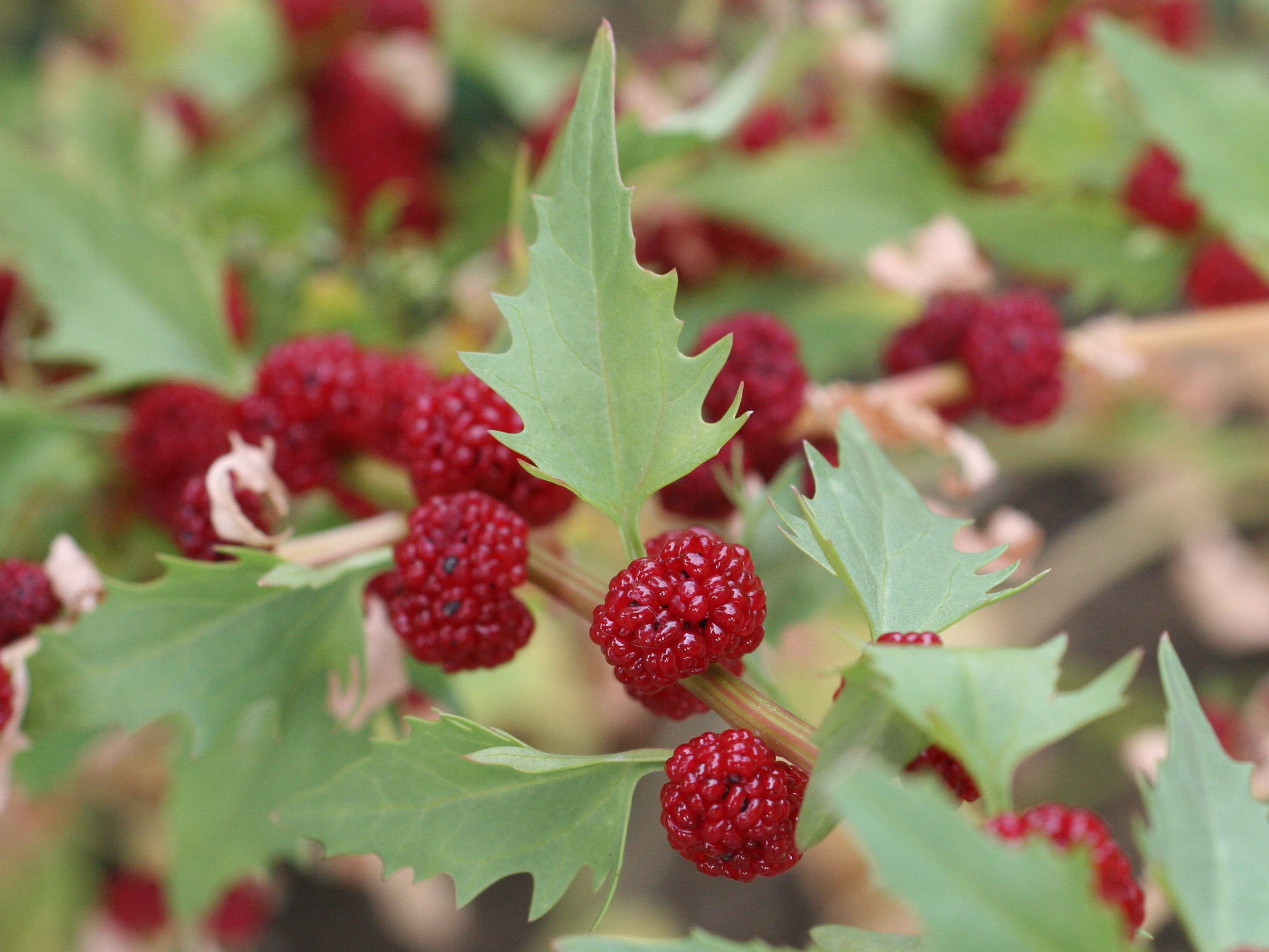 Afficher le média blitum_virgatum2md blitum_virgatum2md