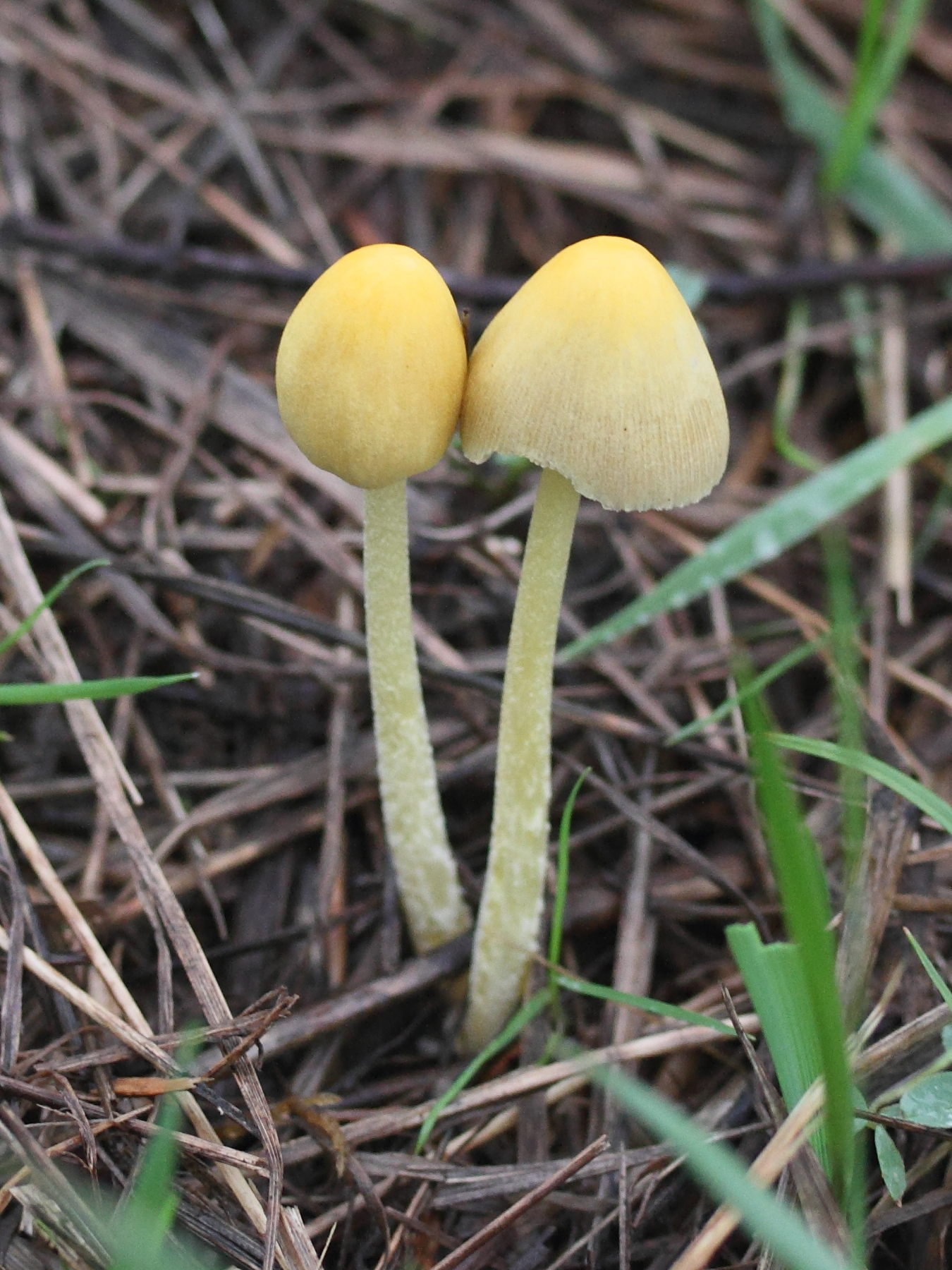 bolbitius_vitellinus1md