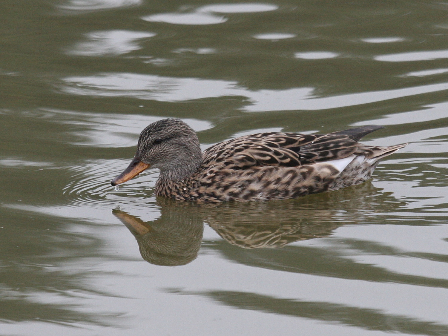 canard_chipeau_-_anas_strepera2md