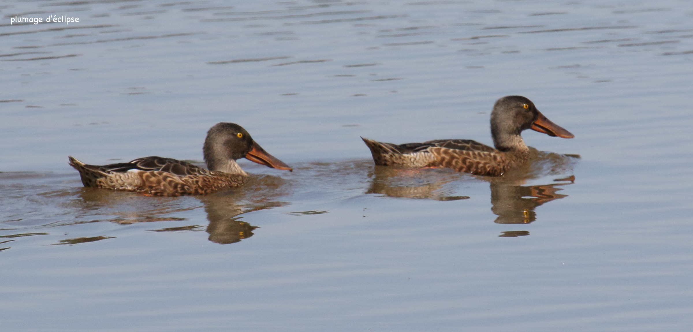 canard_souchet_-_anas_clypeata4bd