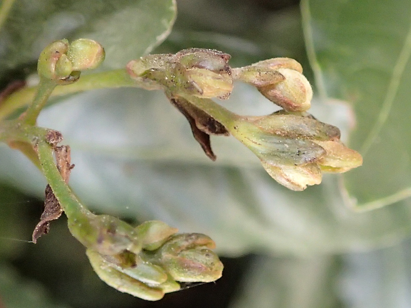 Cecidophyopsis_malpighianus