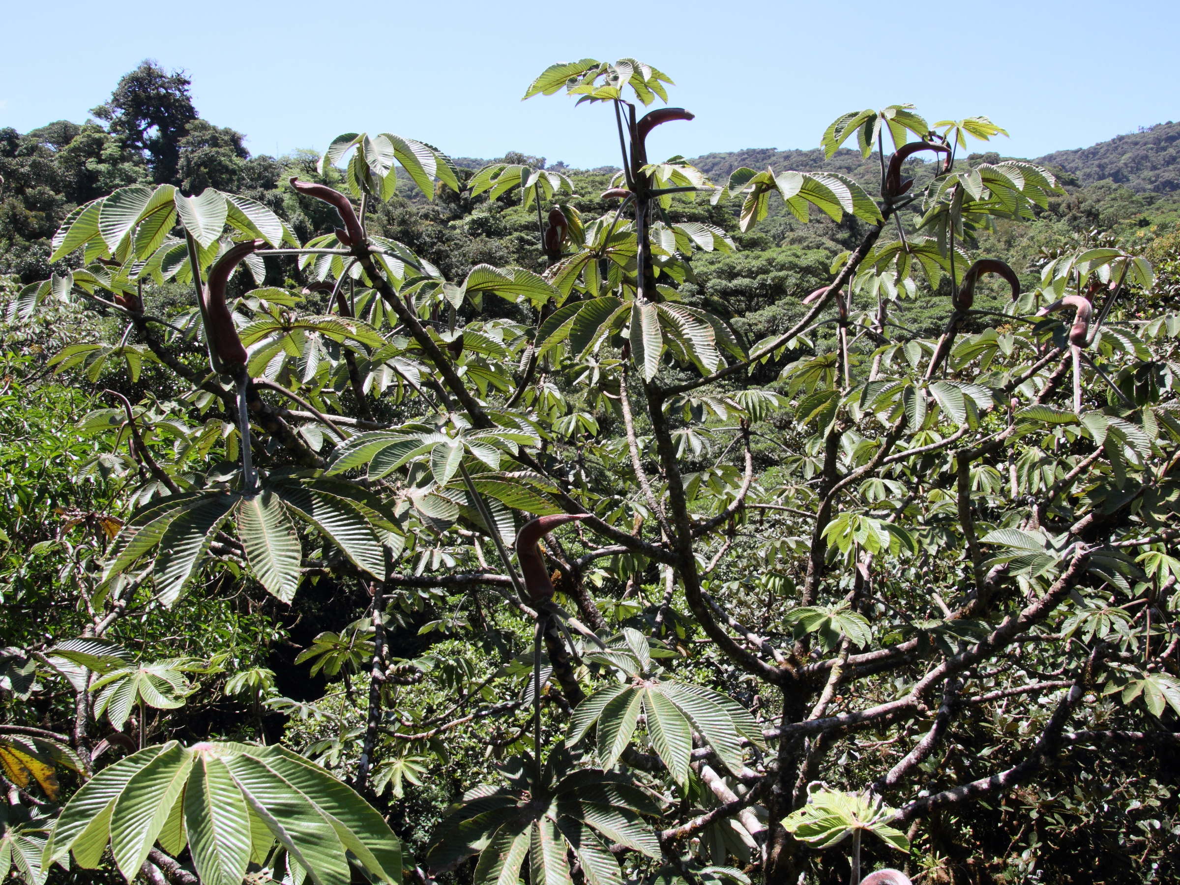 cecropia_polyphlebia3md