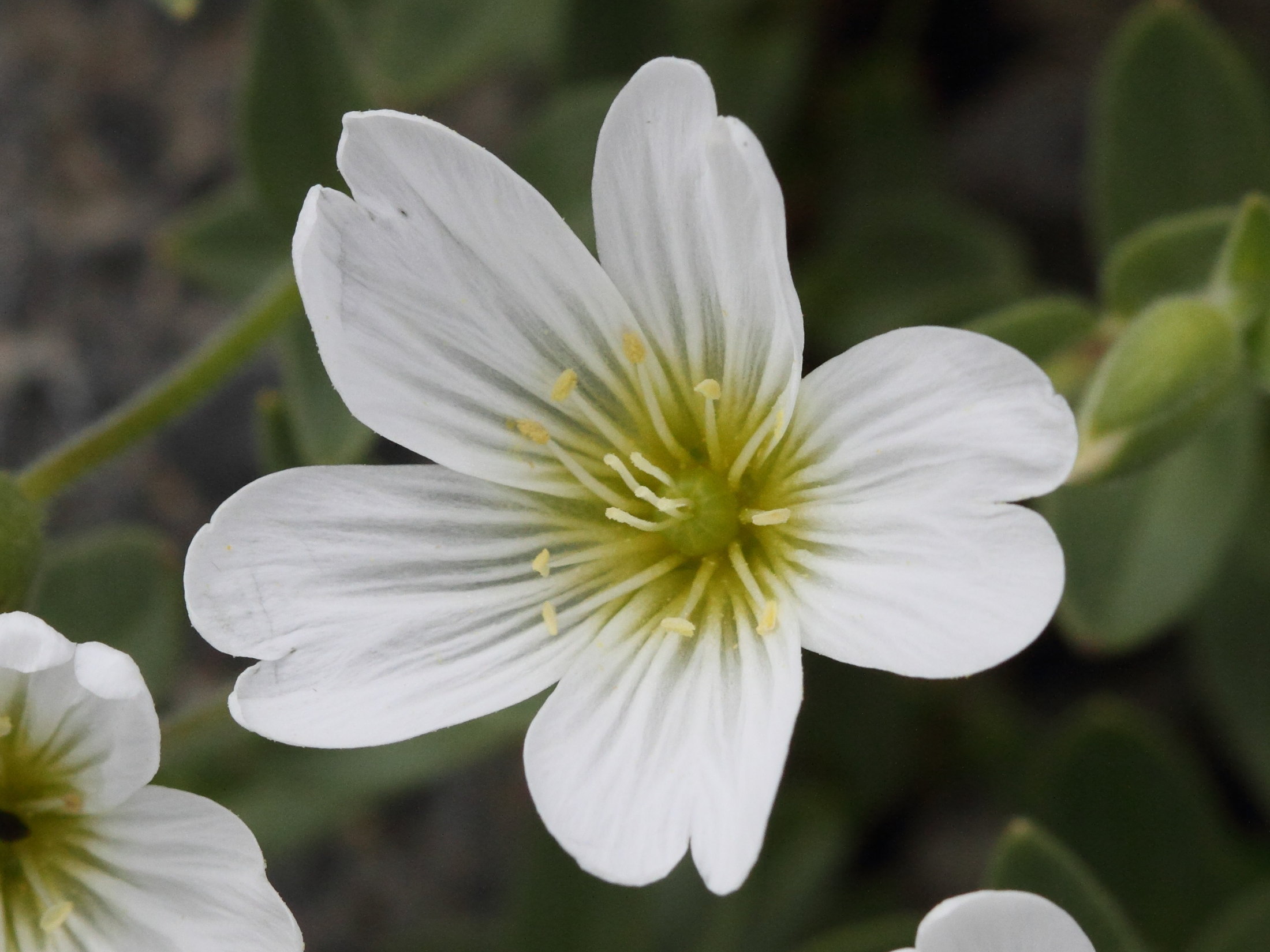 Afficher le média cerastium_alpinum2bd cerastium_alpinum2bd