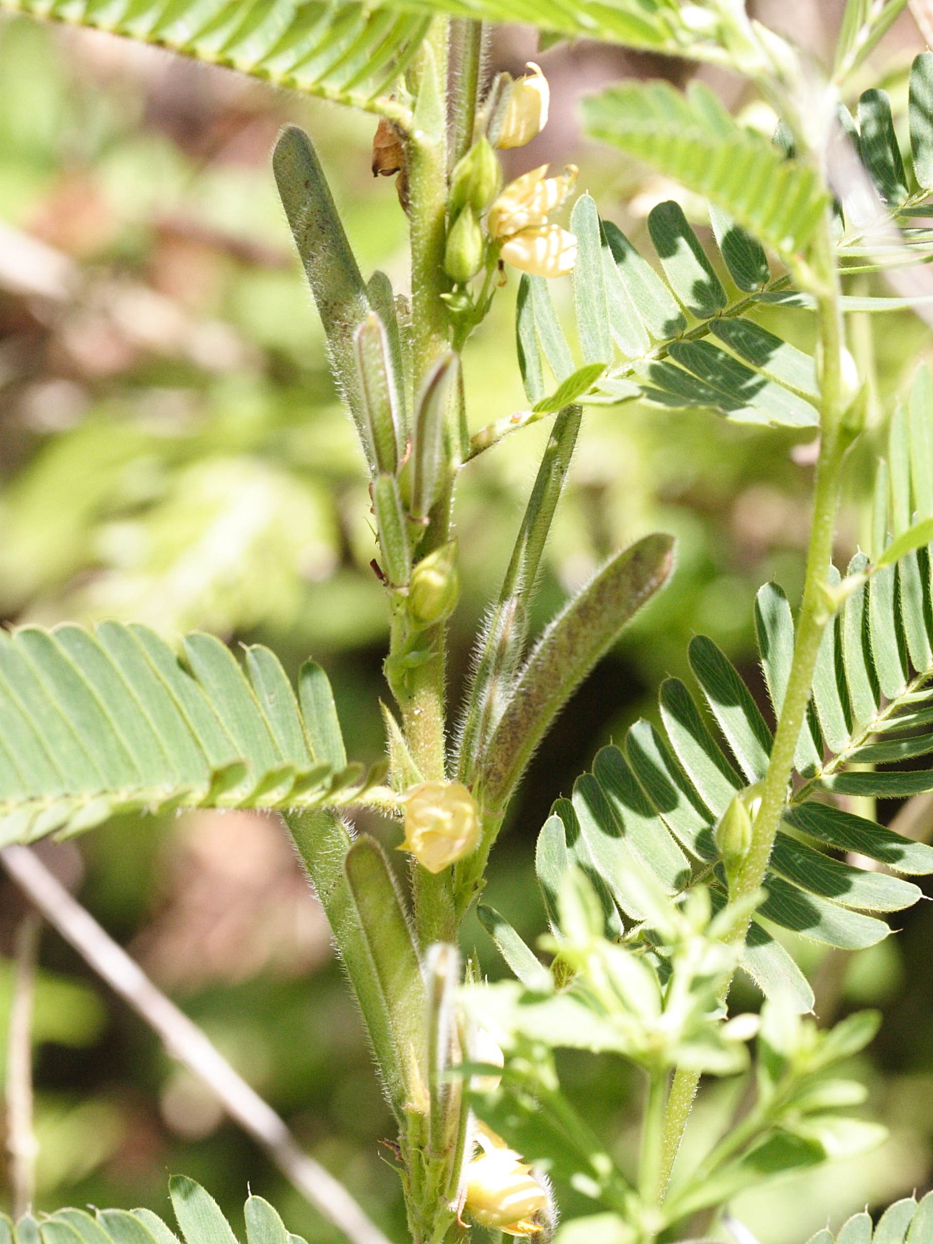 chamaecrista_nictitans2md