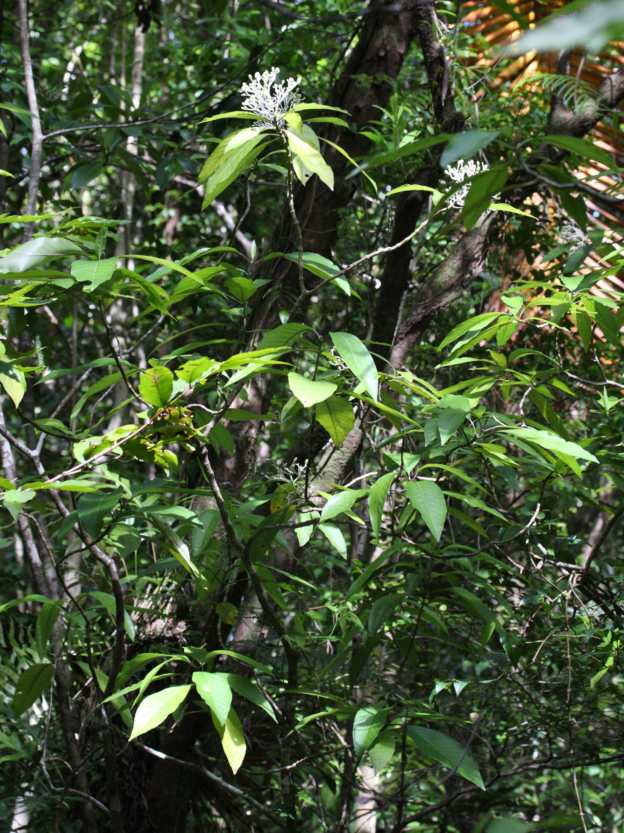 chassalia_corallioides5md