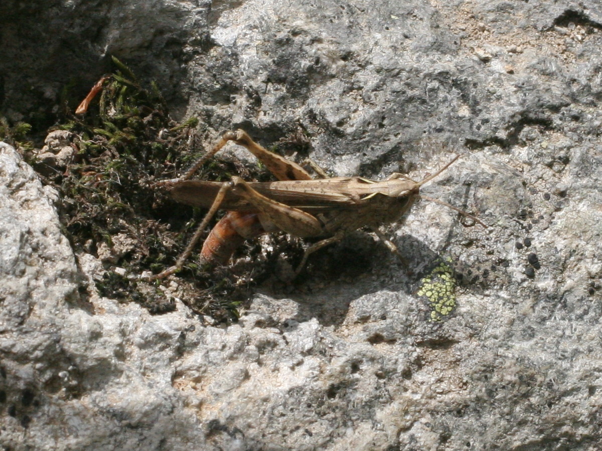 chorthippus_vagans2md