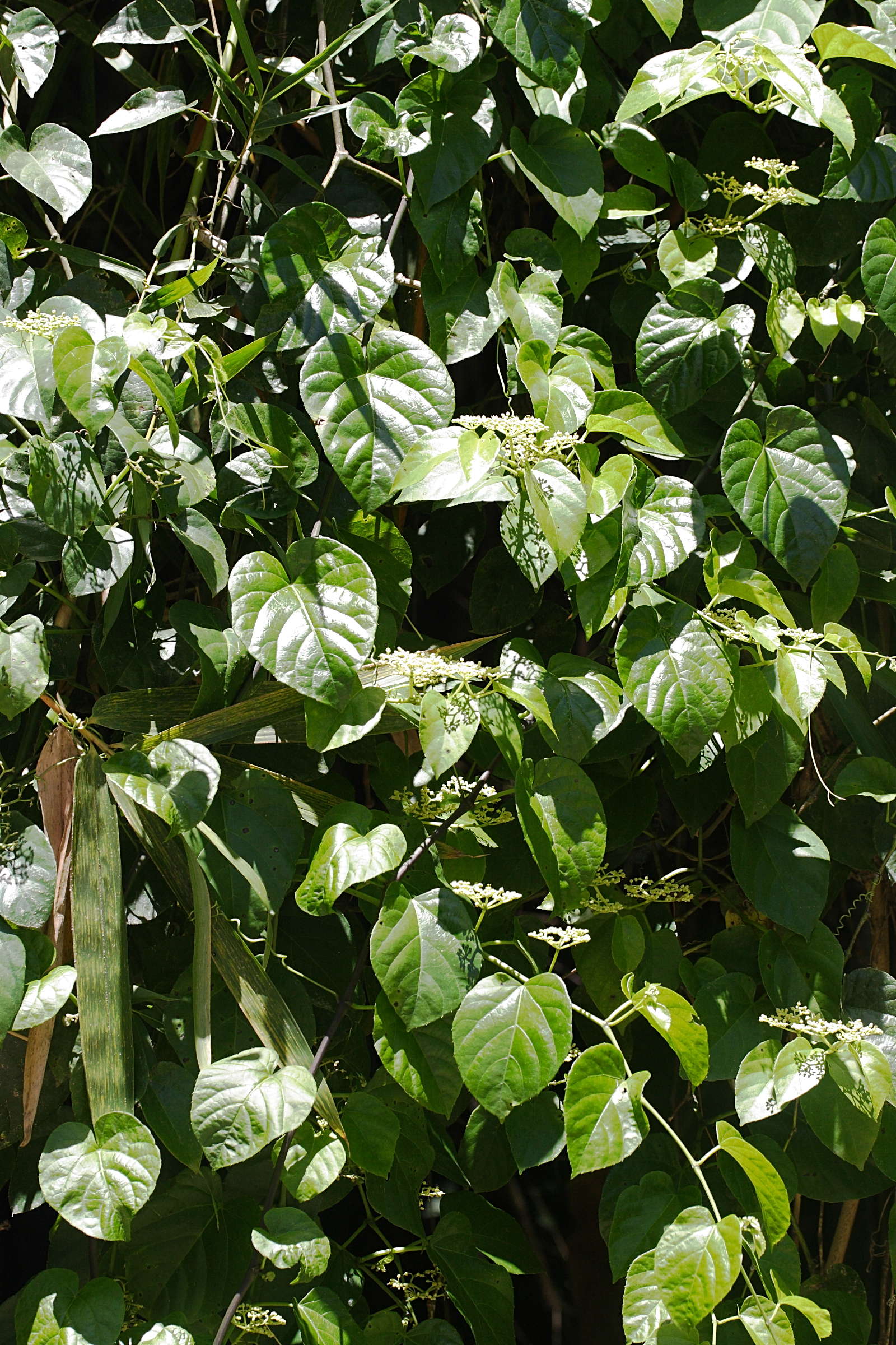 cissus_verticillata9md