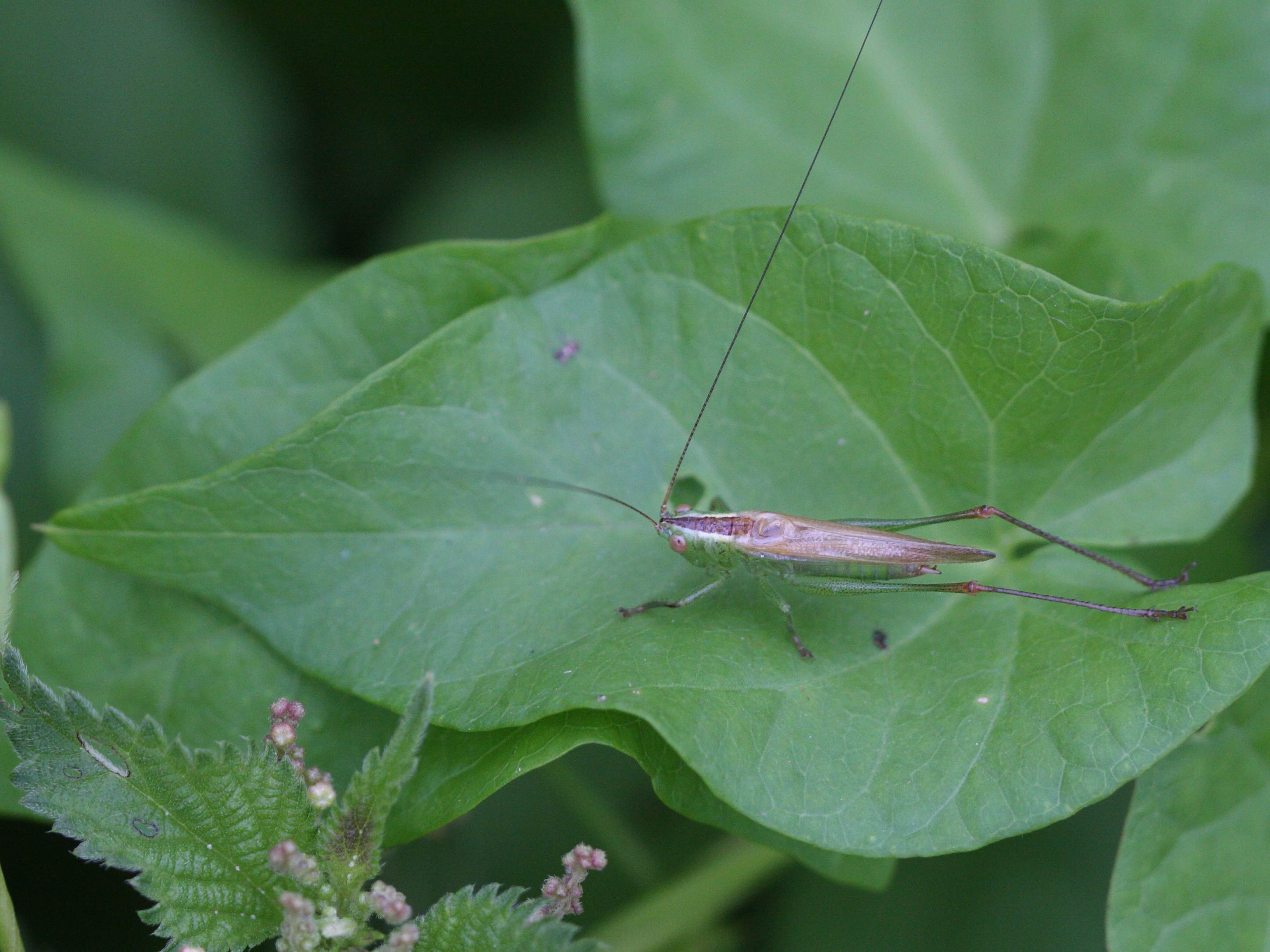 conocephalus_fuscus1abd