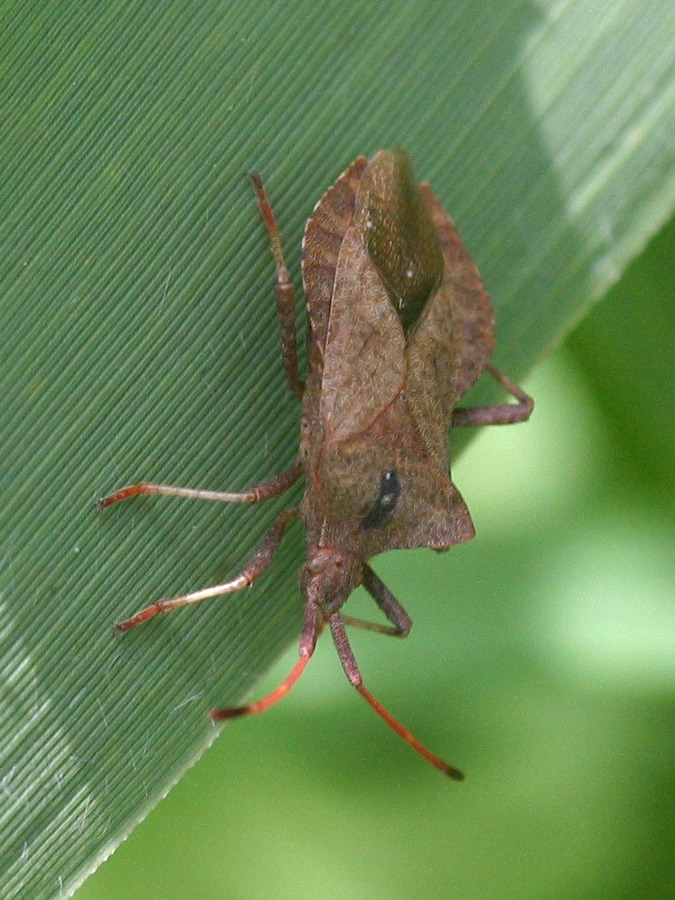 coreus_marginatus2bd