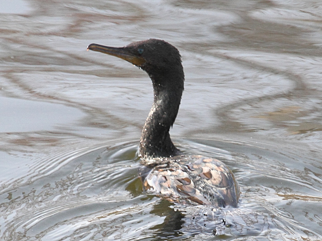 cormoran_indien_-_phalacrocorax_fuscicollis2bd