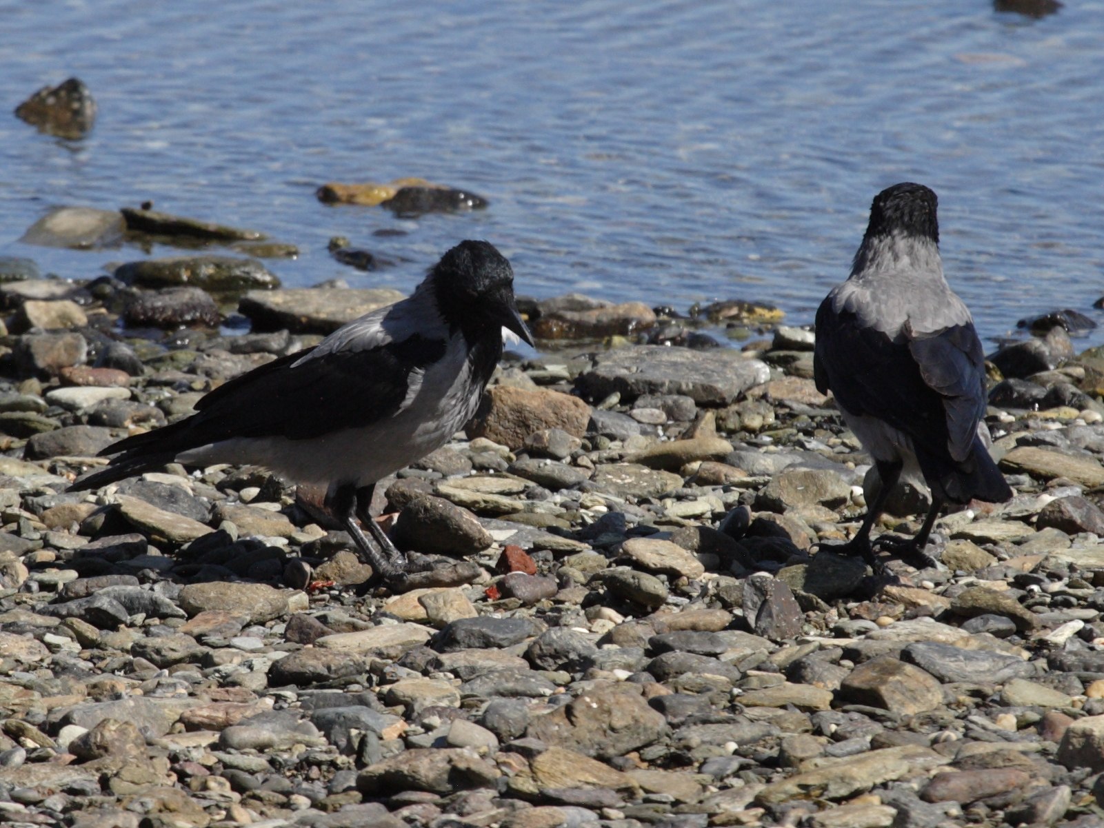 corneille_mantelee_-_corvus_cornix2bd