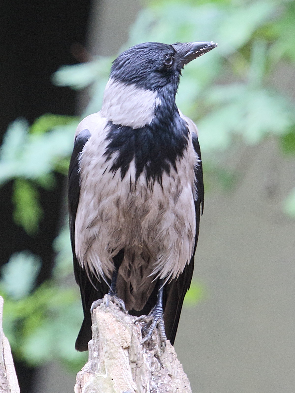 corneille_mantelee_-_corvus_cornix5bd