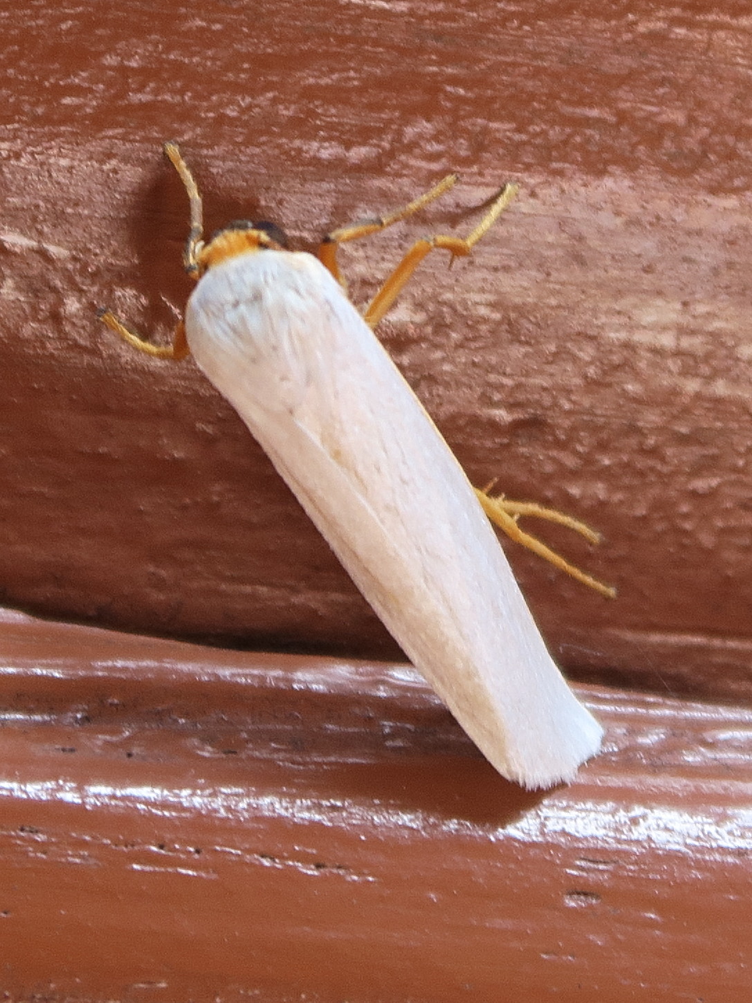 Afficher le média crambidia_cephalica1md crambidia_cephalica1md