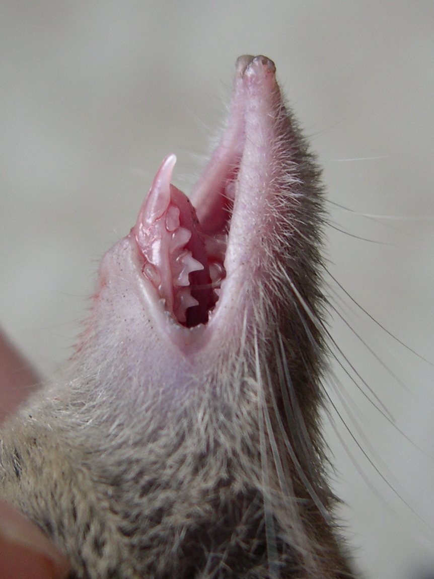 crocidura_russula3md