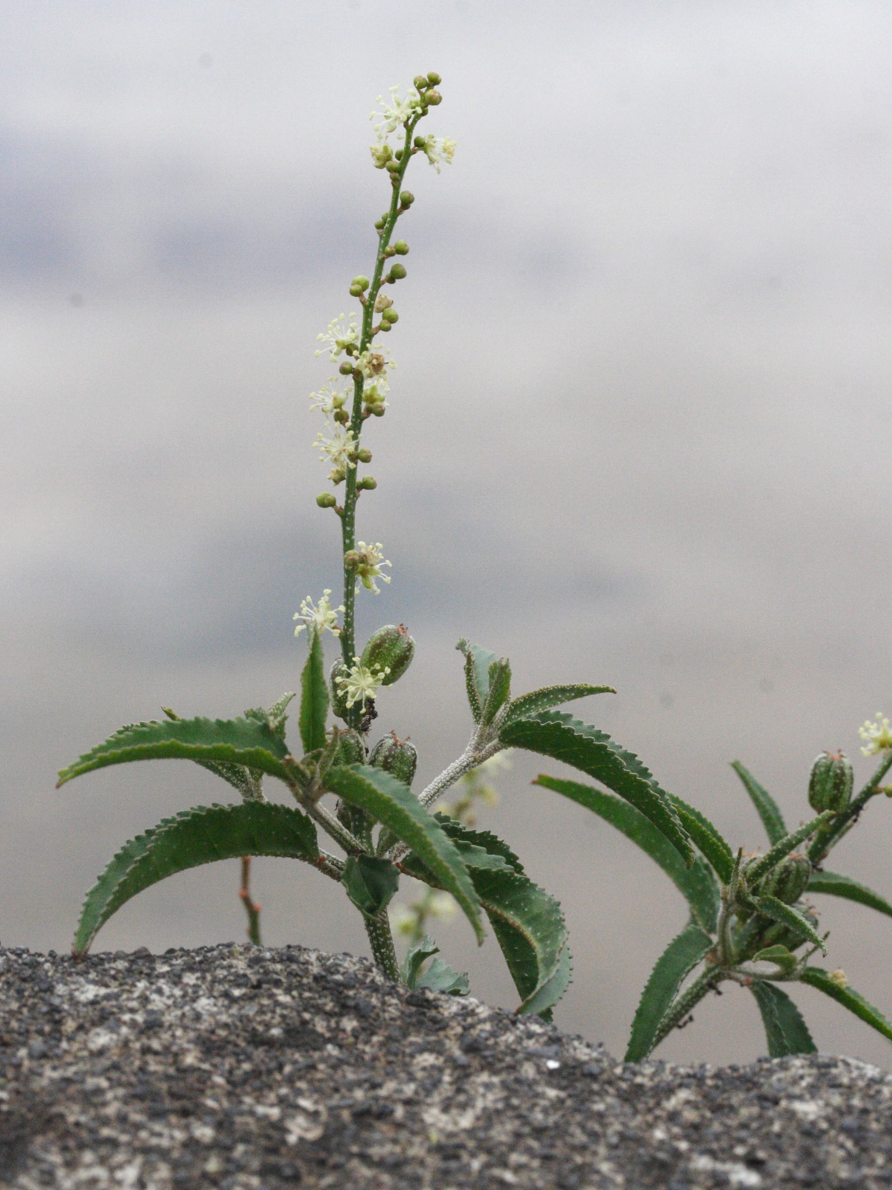 croton_bonplandianus2md