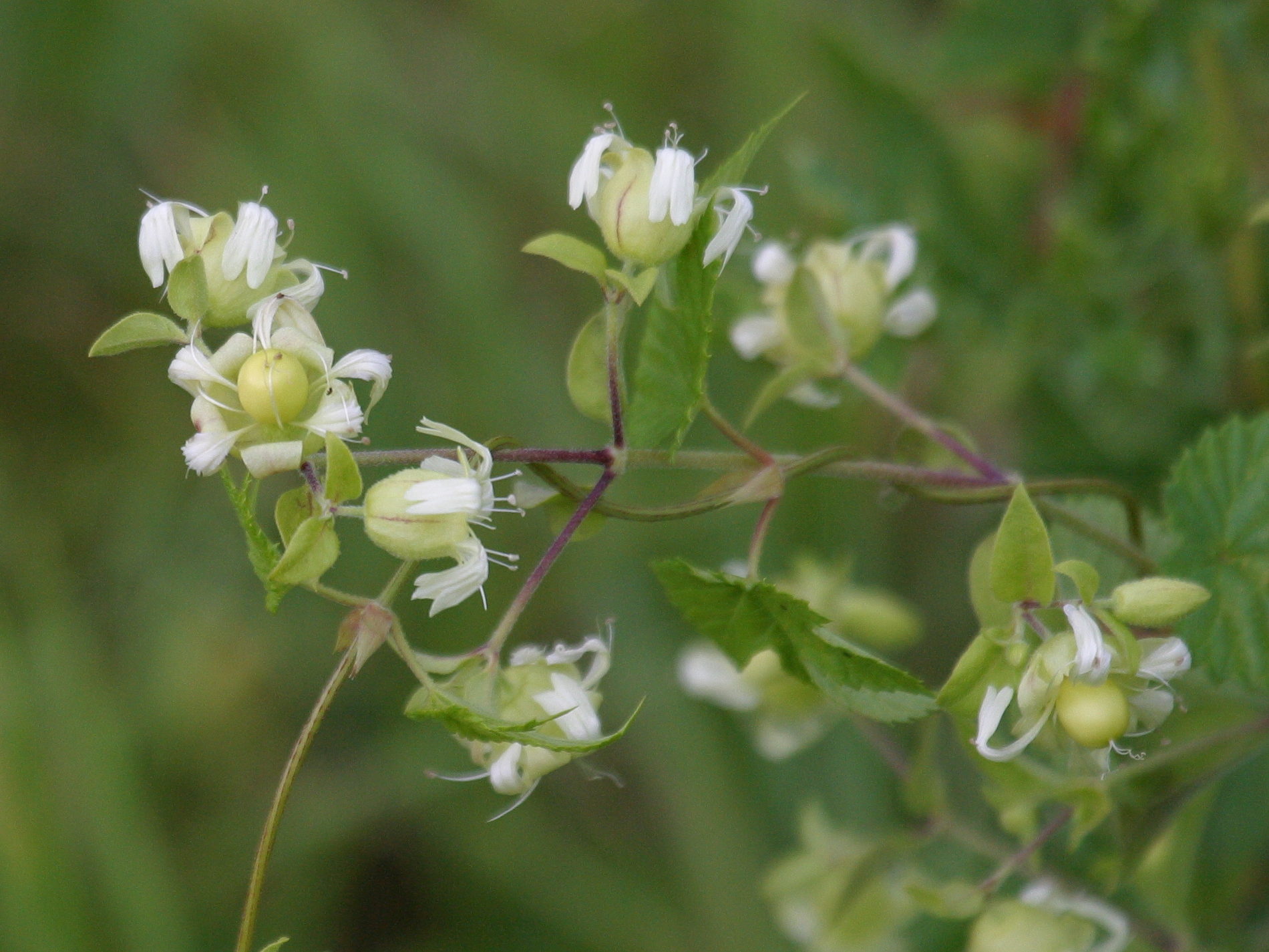 cucubalus_baccifer6md
