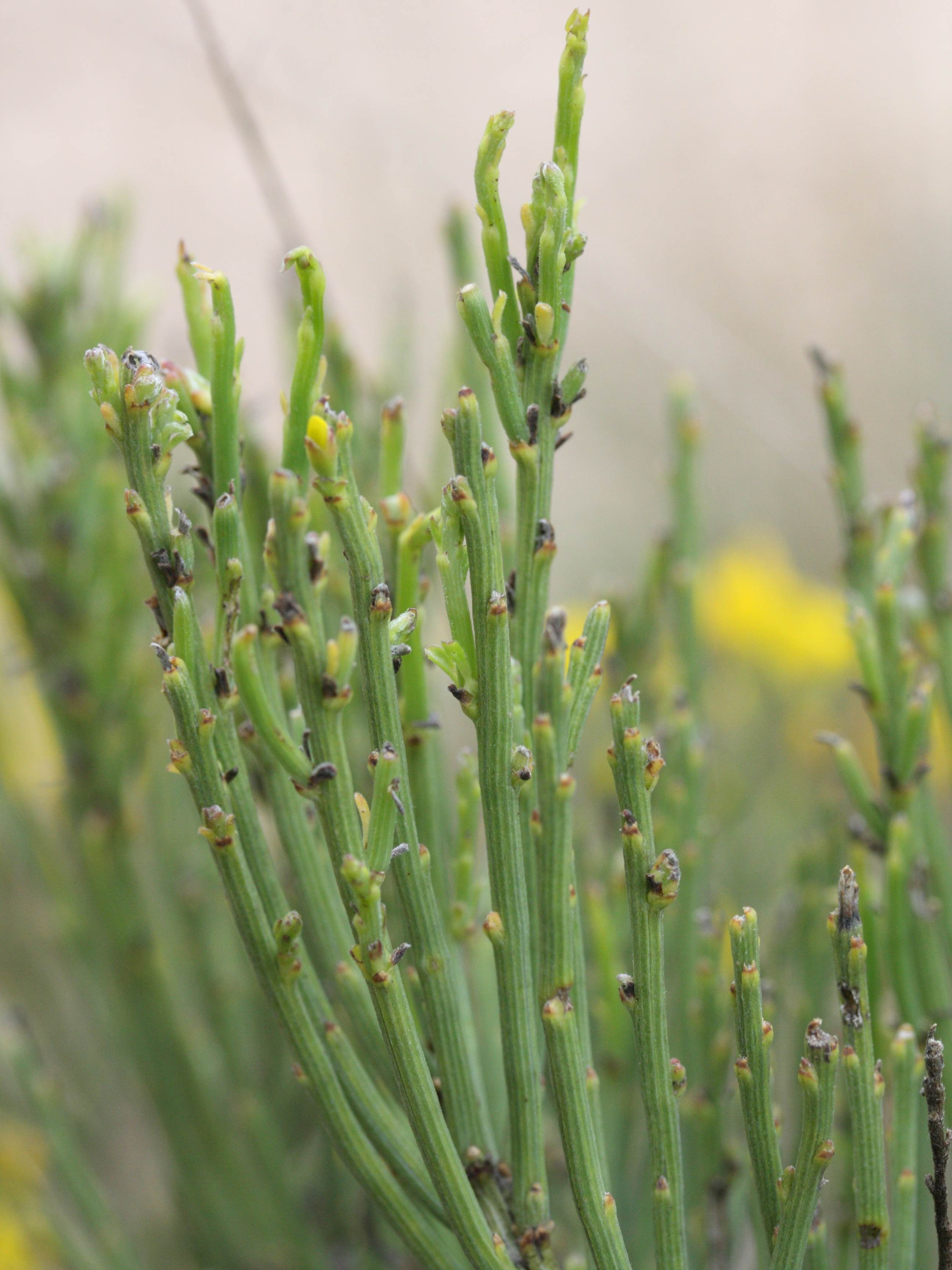 cytisus_oromediterraneus3md