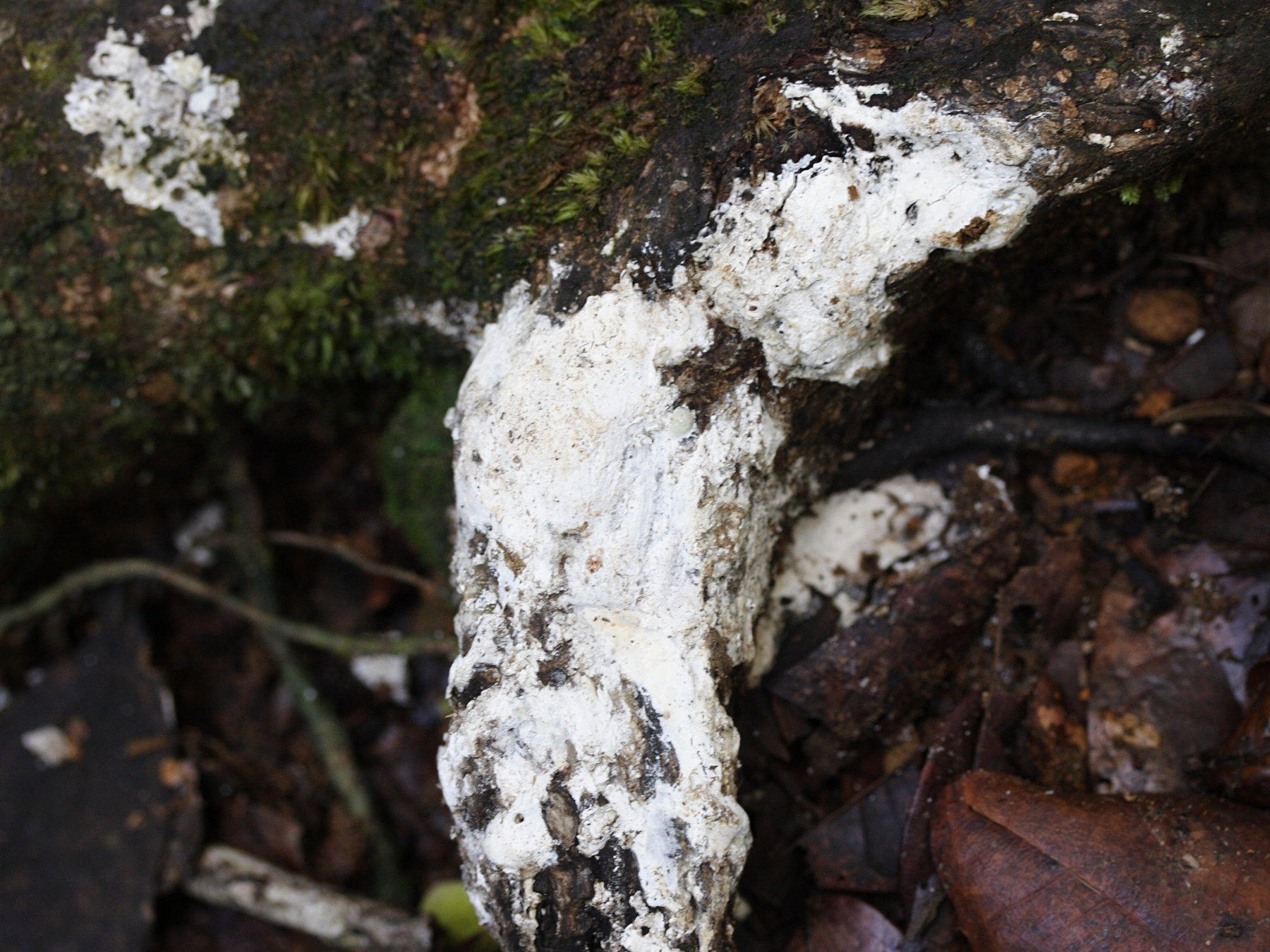 dacryodes_excelsa1md