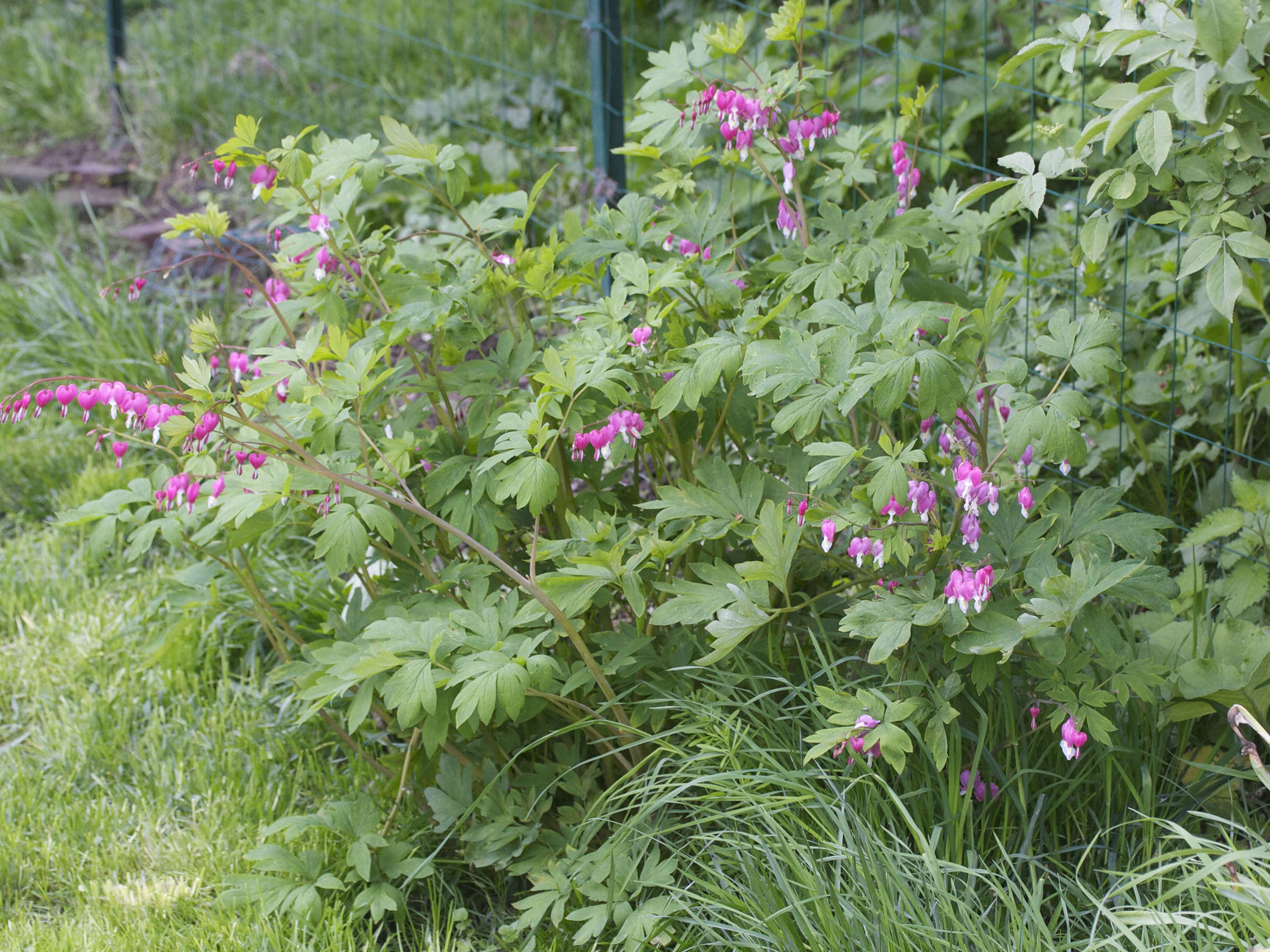 dicentra_spectabilis4md