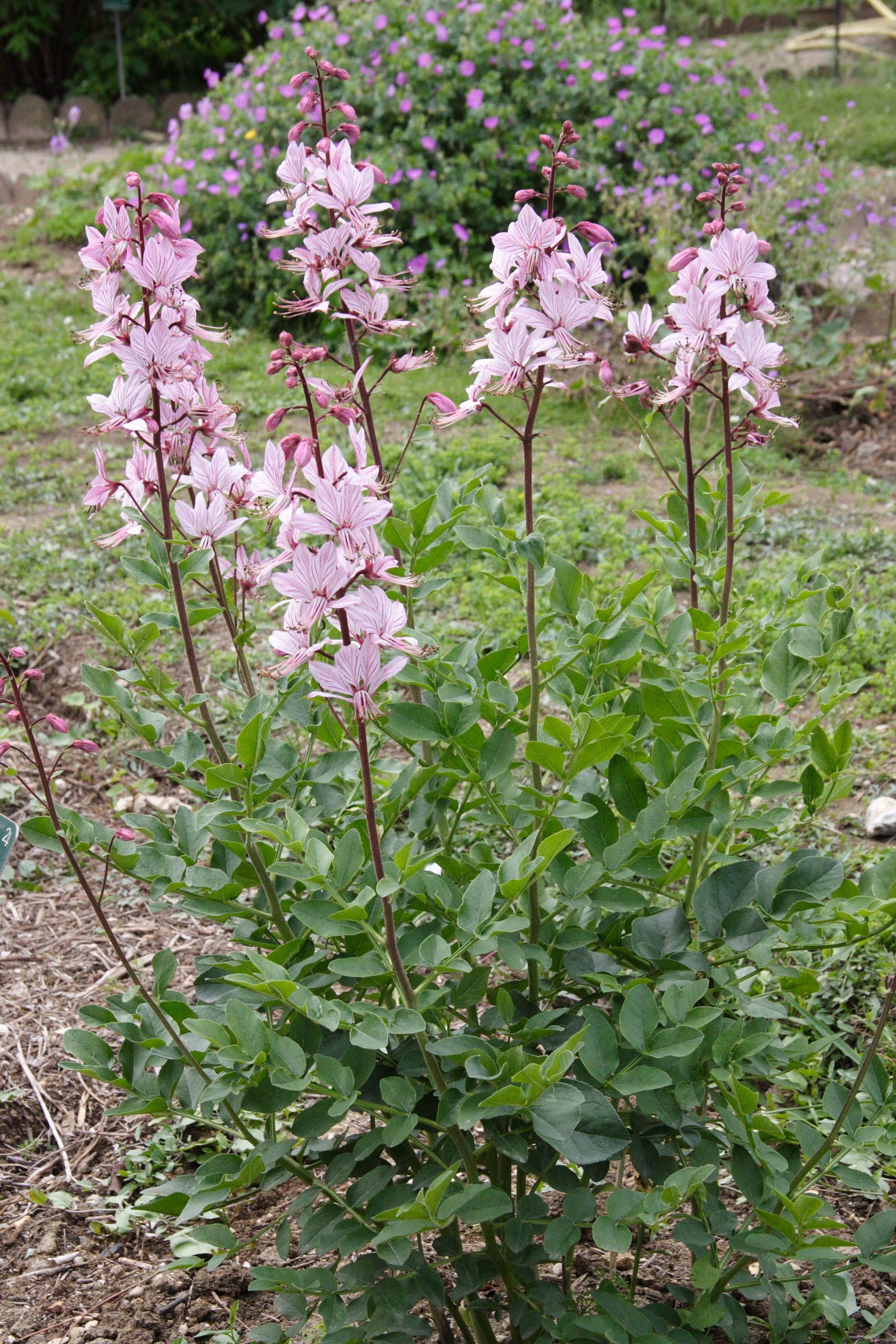 Afficher le média dictamnus_albus1bmd dictamnus_albus1bmd