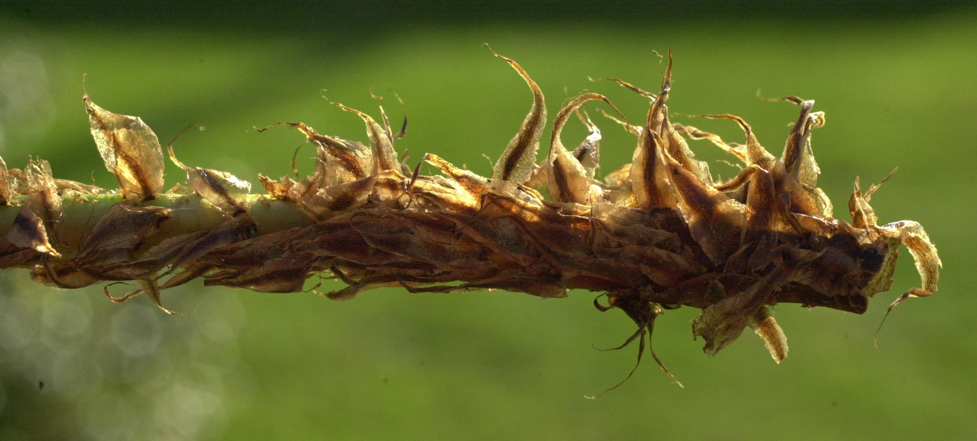 dryopteris_dilatata4bmd