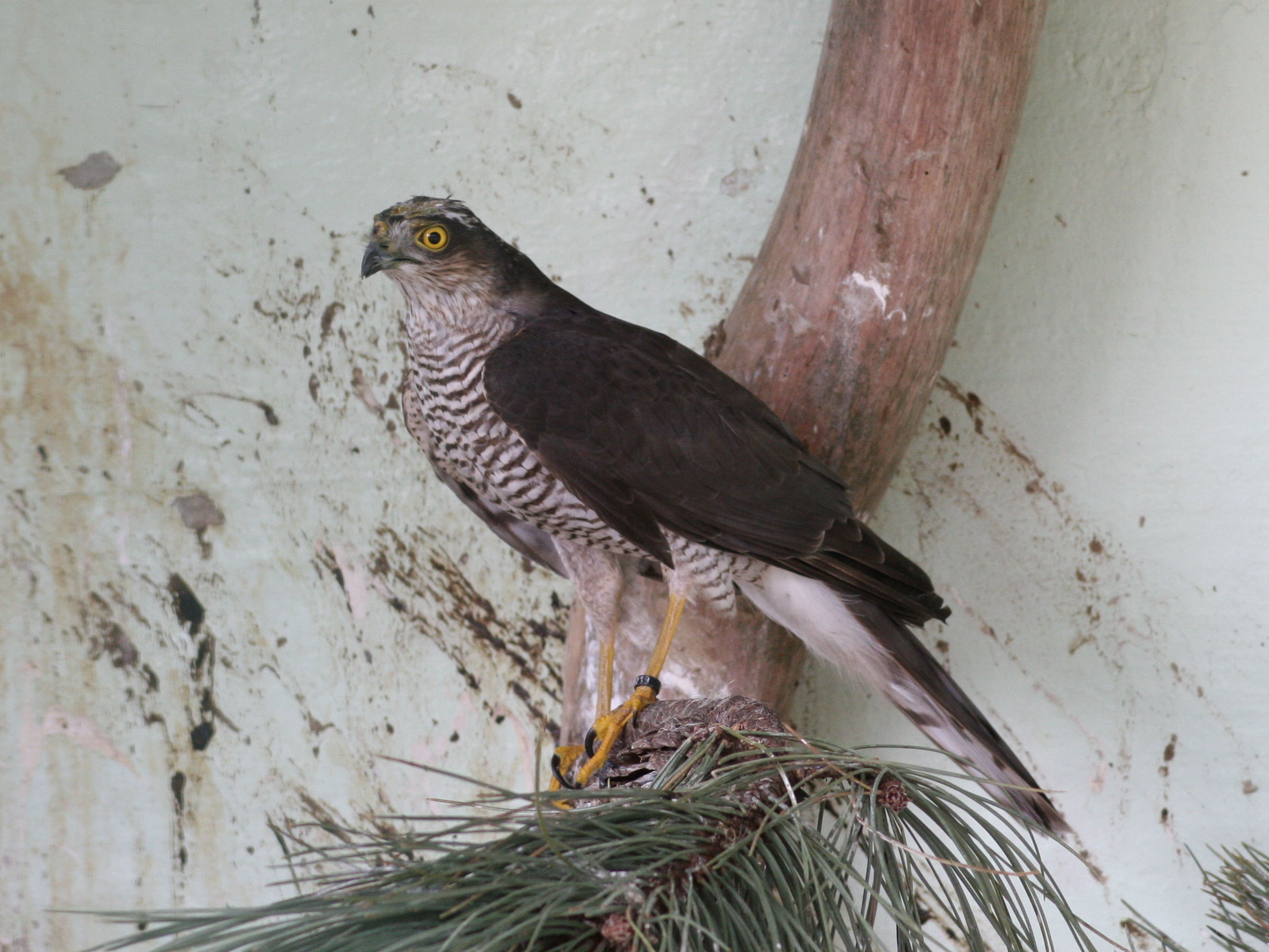 Afficher le média epervier_d-europe_-_accipiter_nisus1md epervier_d-europe_-_accipiter_nisus1md