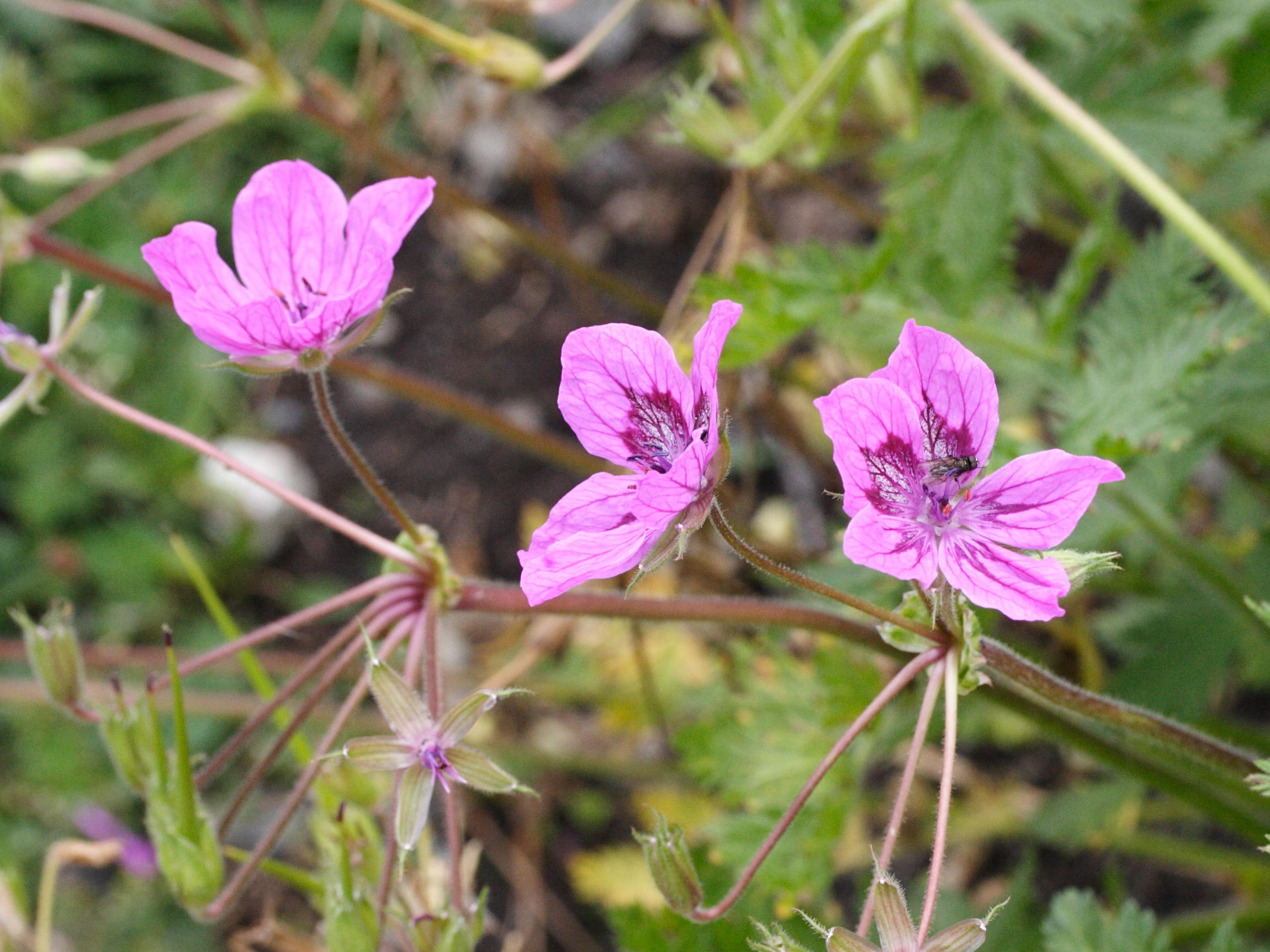 Afficher le média erodium_manescavii2bmd erodium_manescavii2bmd