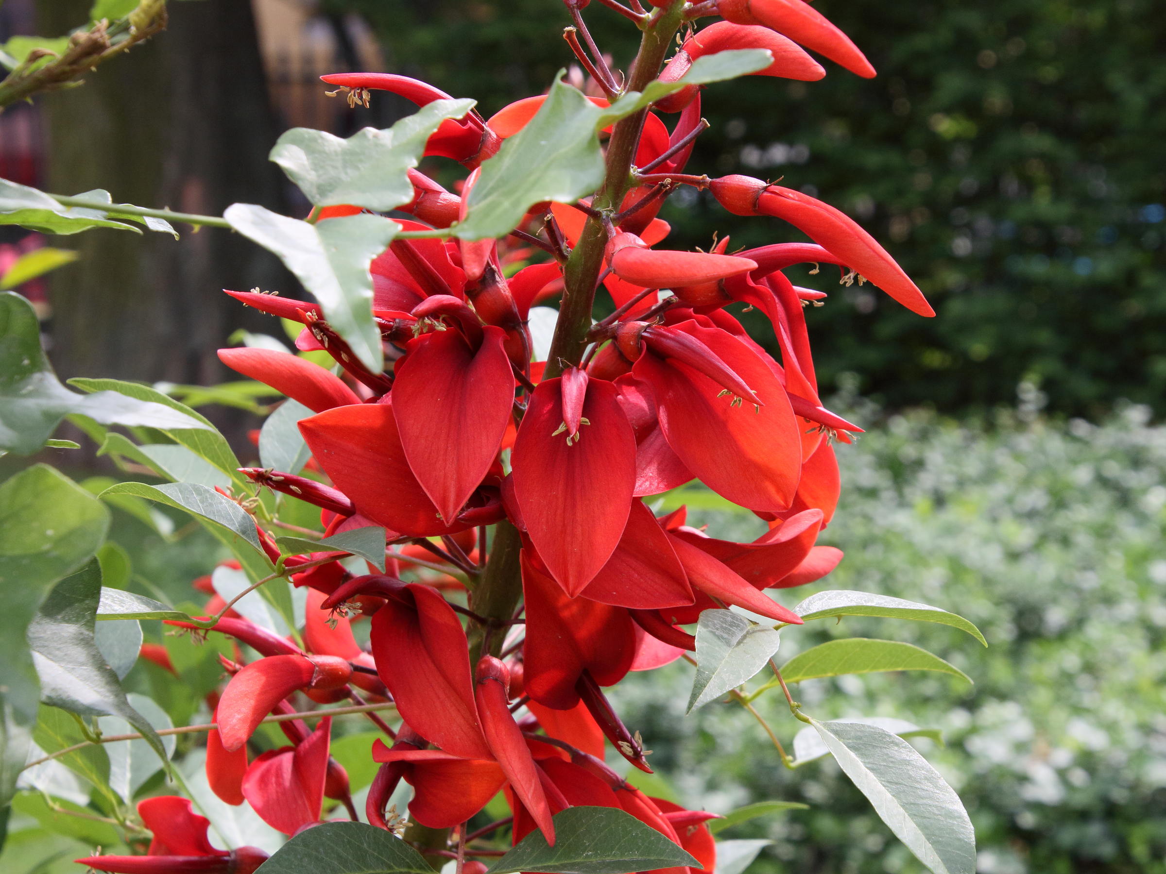 erythrina_crista-galli2bd