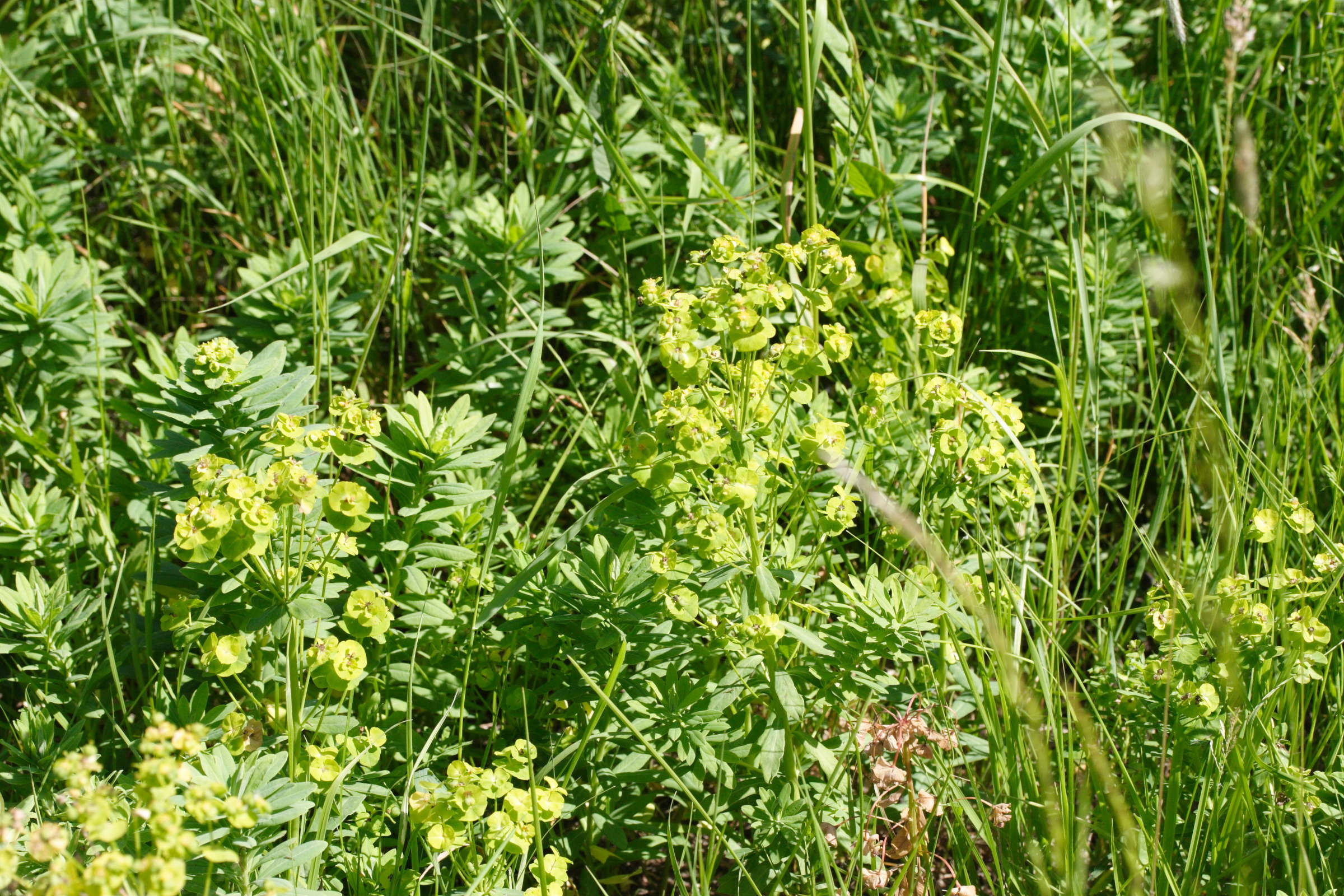 Afficher le média euphorbia_esula1md euphorbia_esula1md