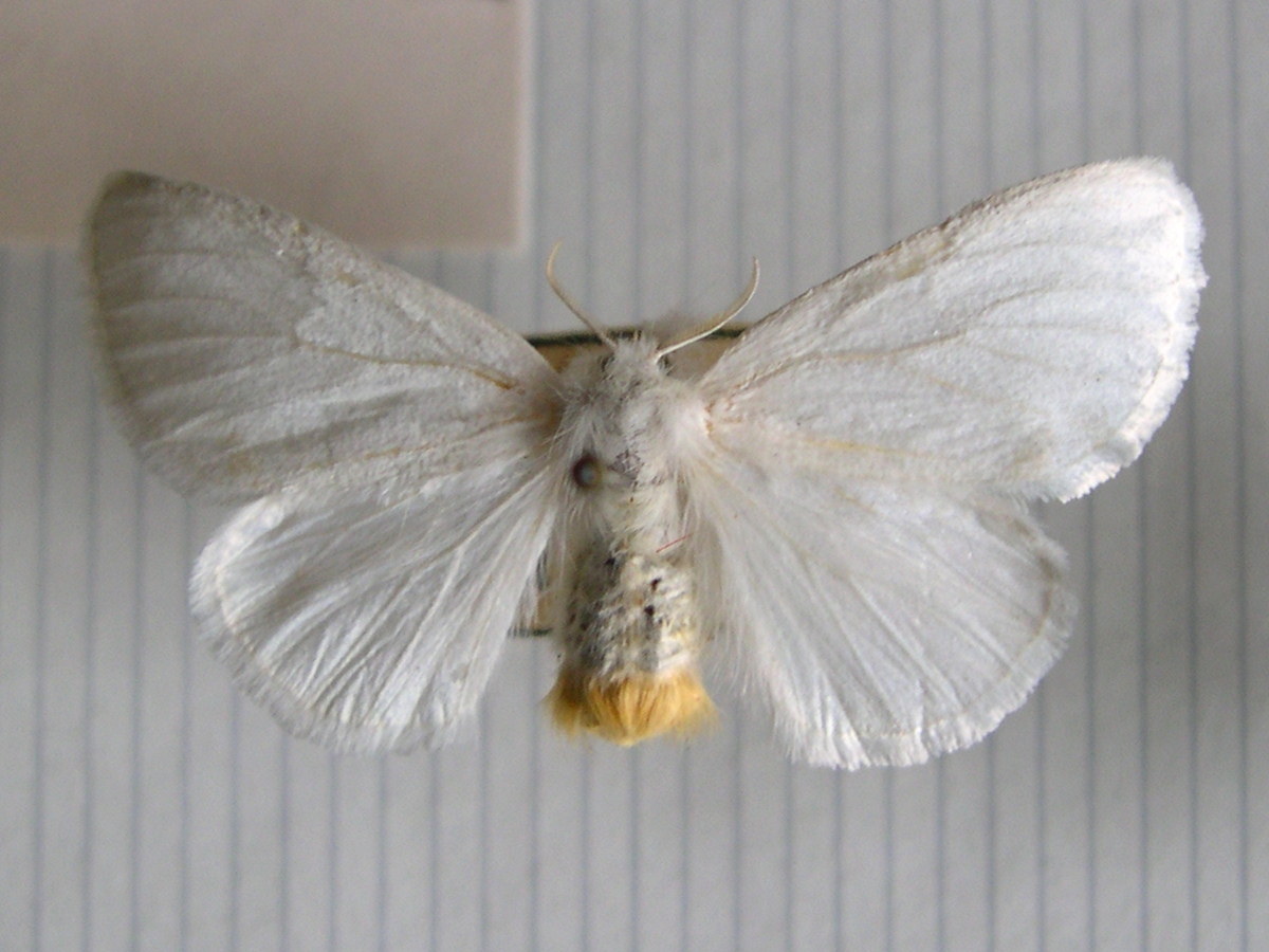 euproctis_similis2md