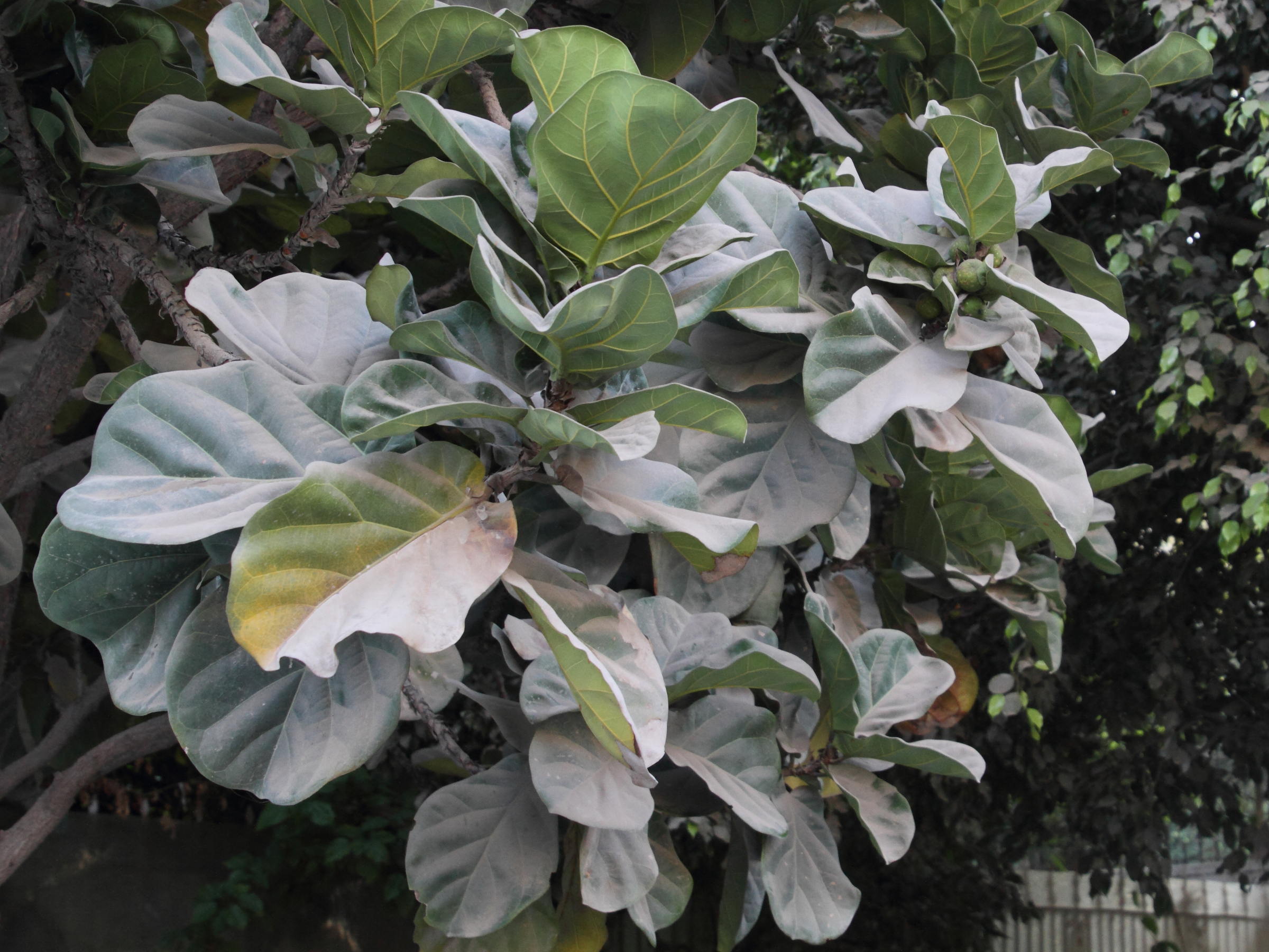 ficus_lyrata4md