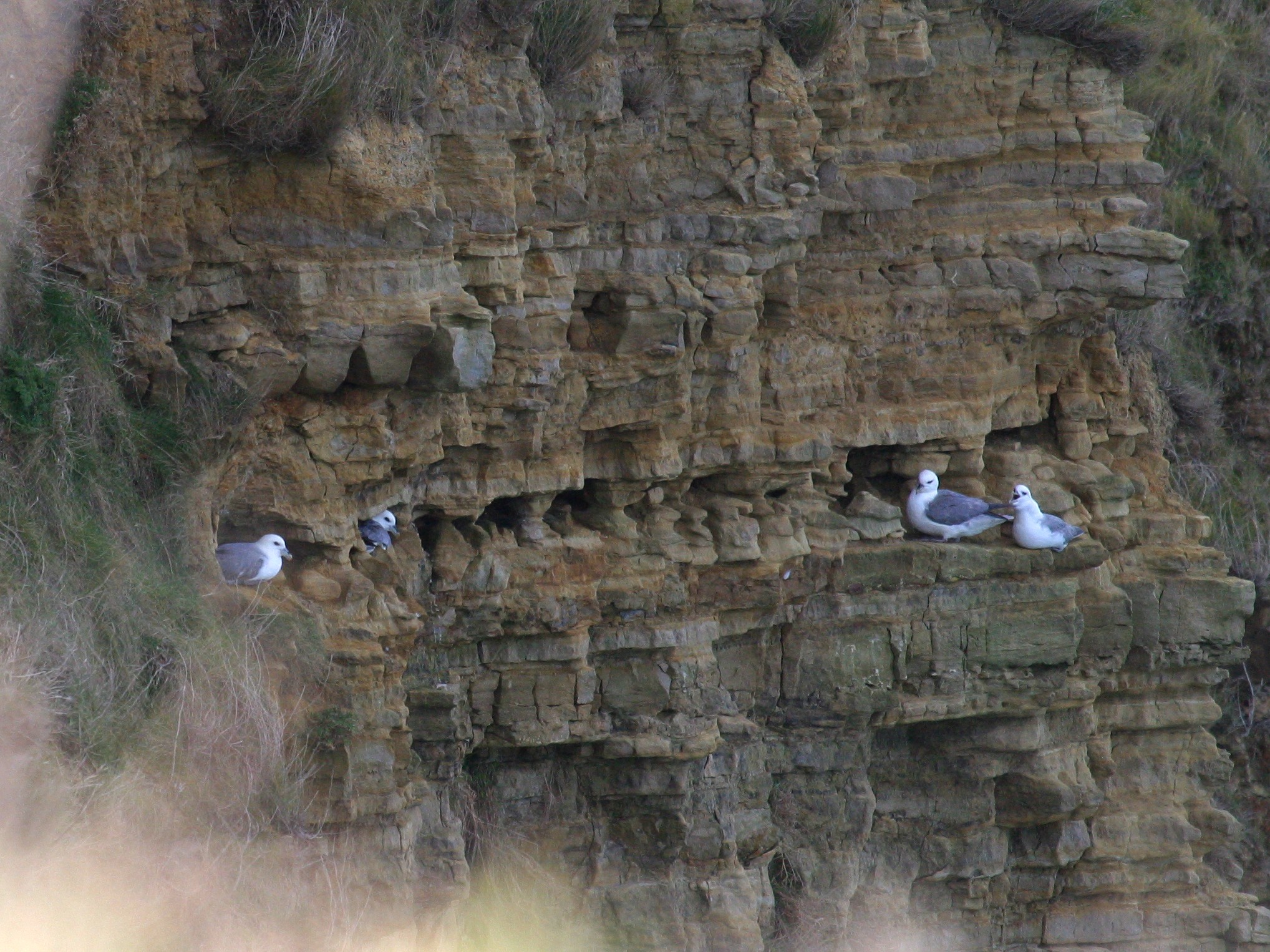 fulmar_boreal_-_fulmarus_glacialis2bd