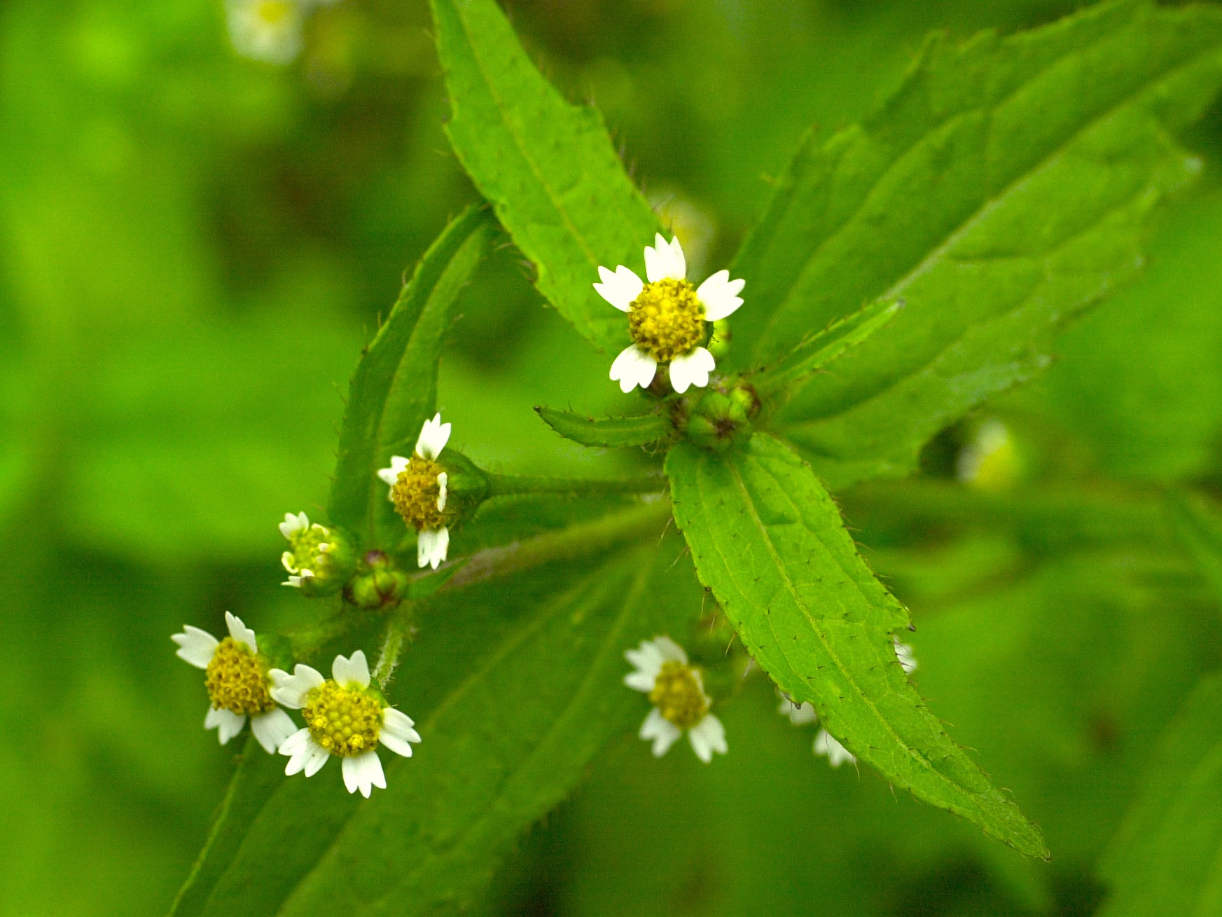 galinsoga_ciliata2md