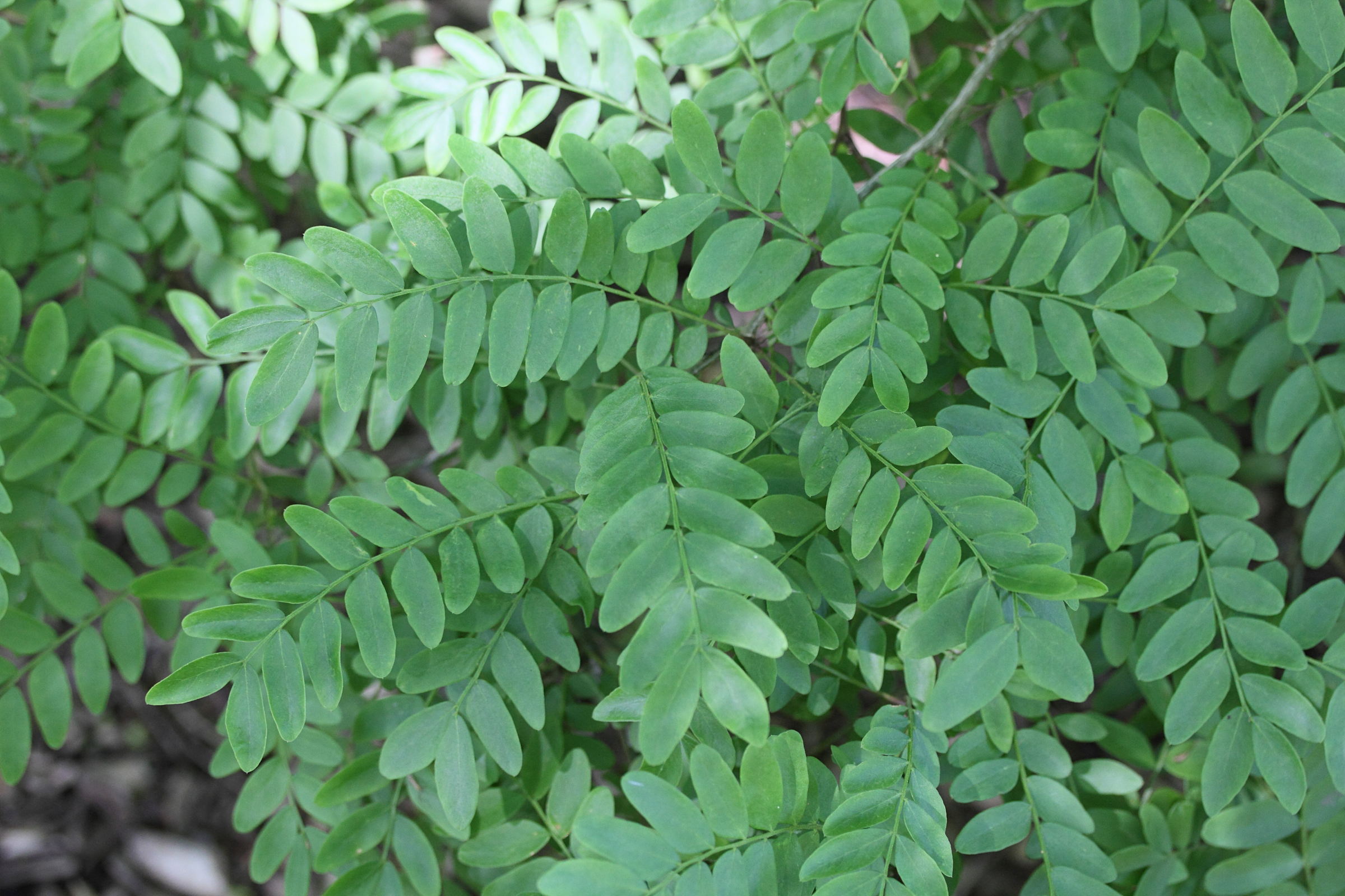 gleditsia_japonica3md