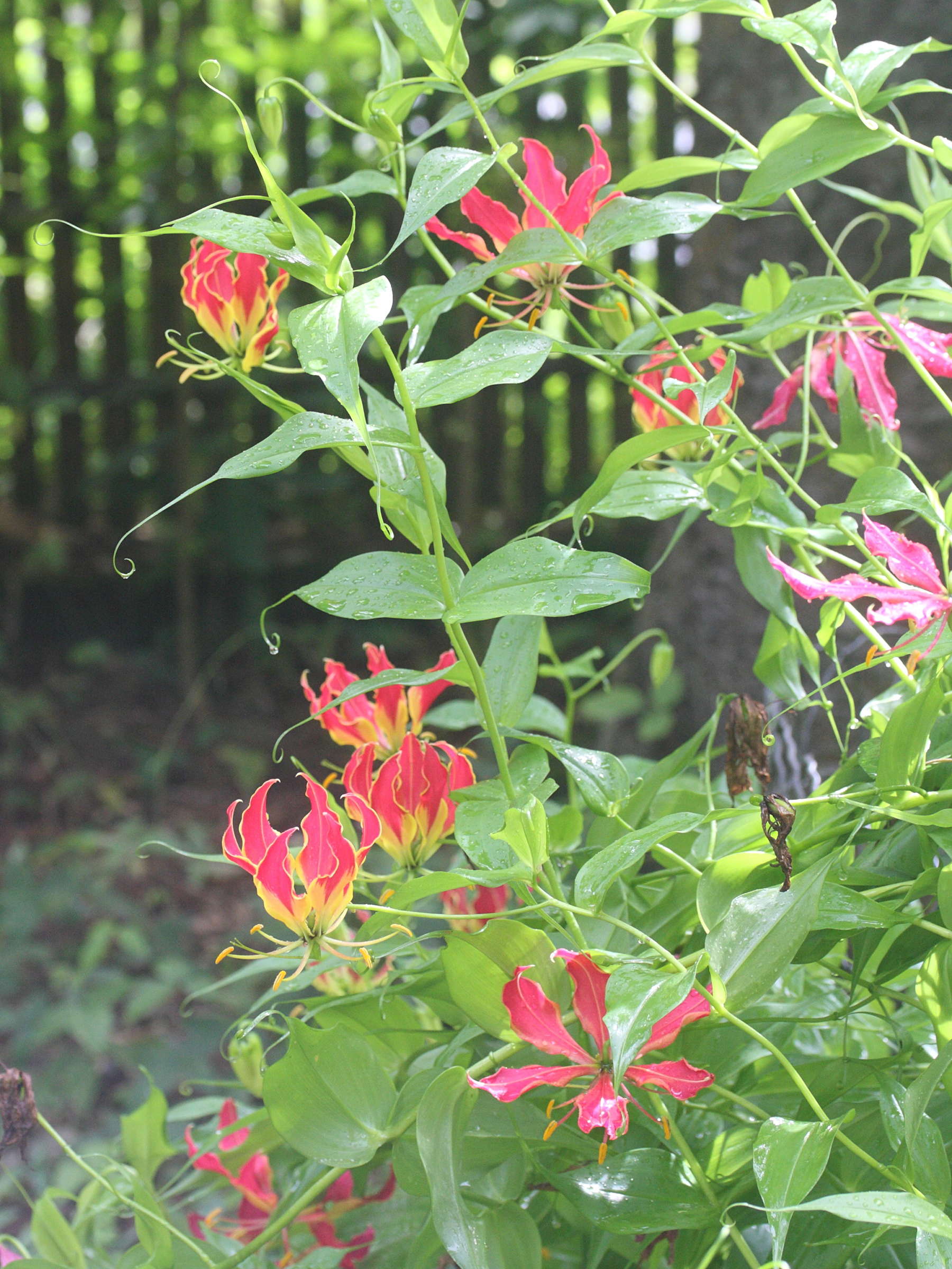 gloriosa_superba1bmd