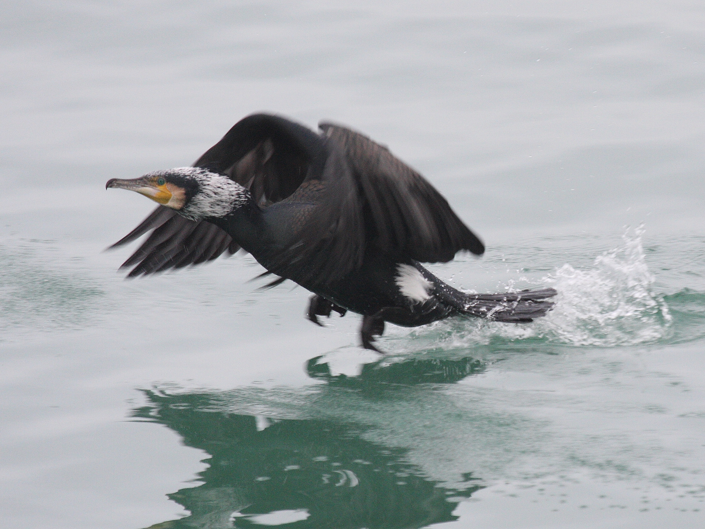 grand_cormoran_-_phalacrocorax_carbo1bd