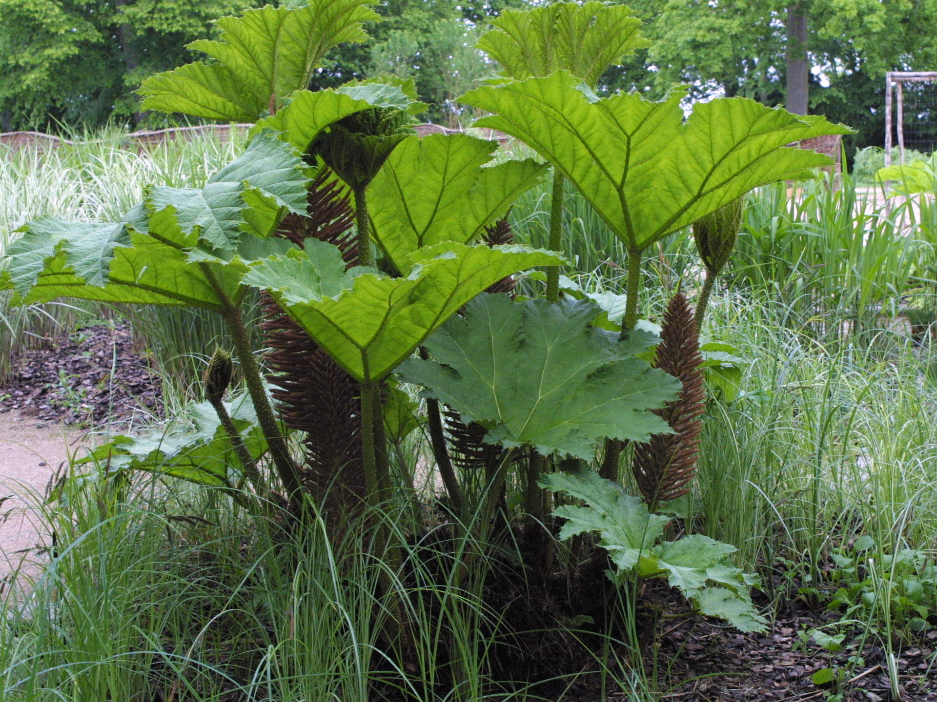 gunnera_manicata2md