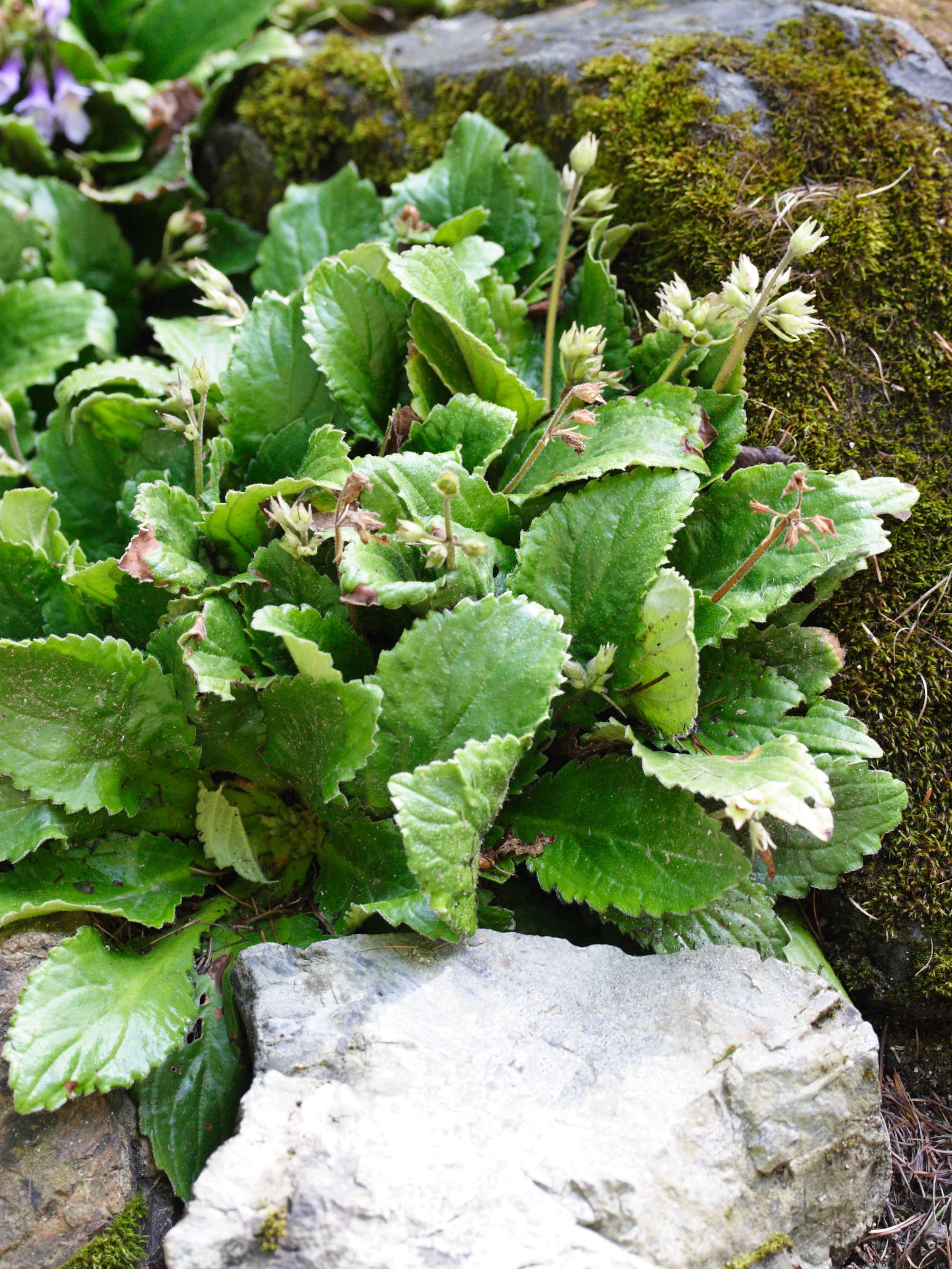 Afficher le média Haberlea_rhodopensis Haberlea_rhodopensis