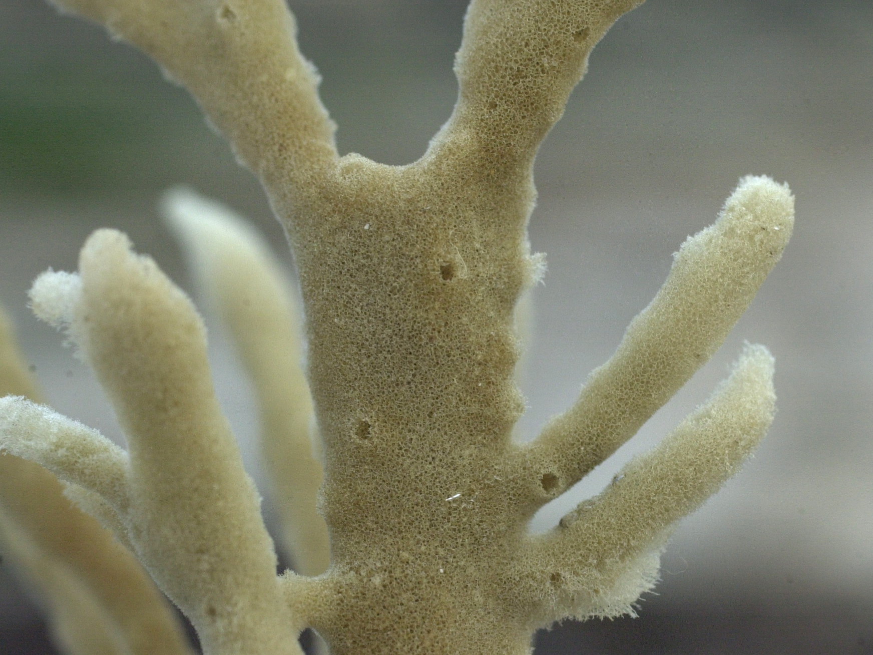 haliclona_oculata2md