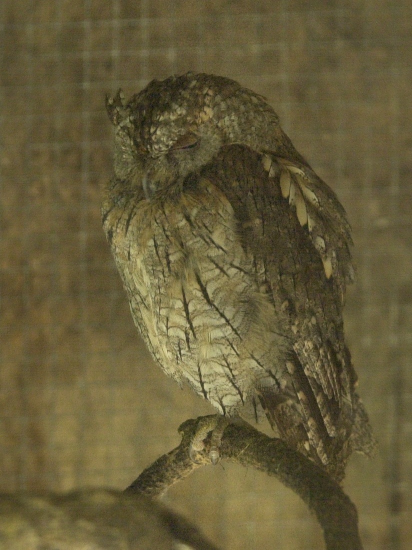 hibou_petit-duc_-_otus_scops1md