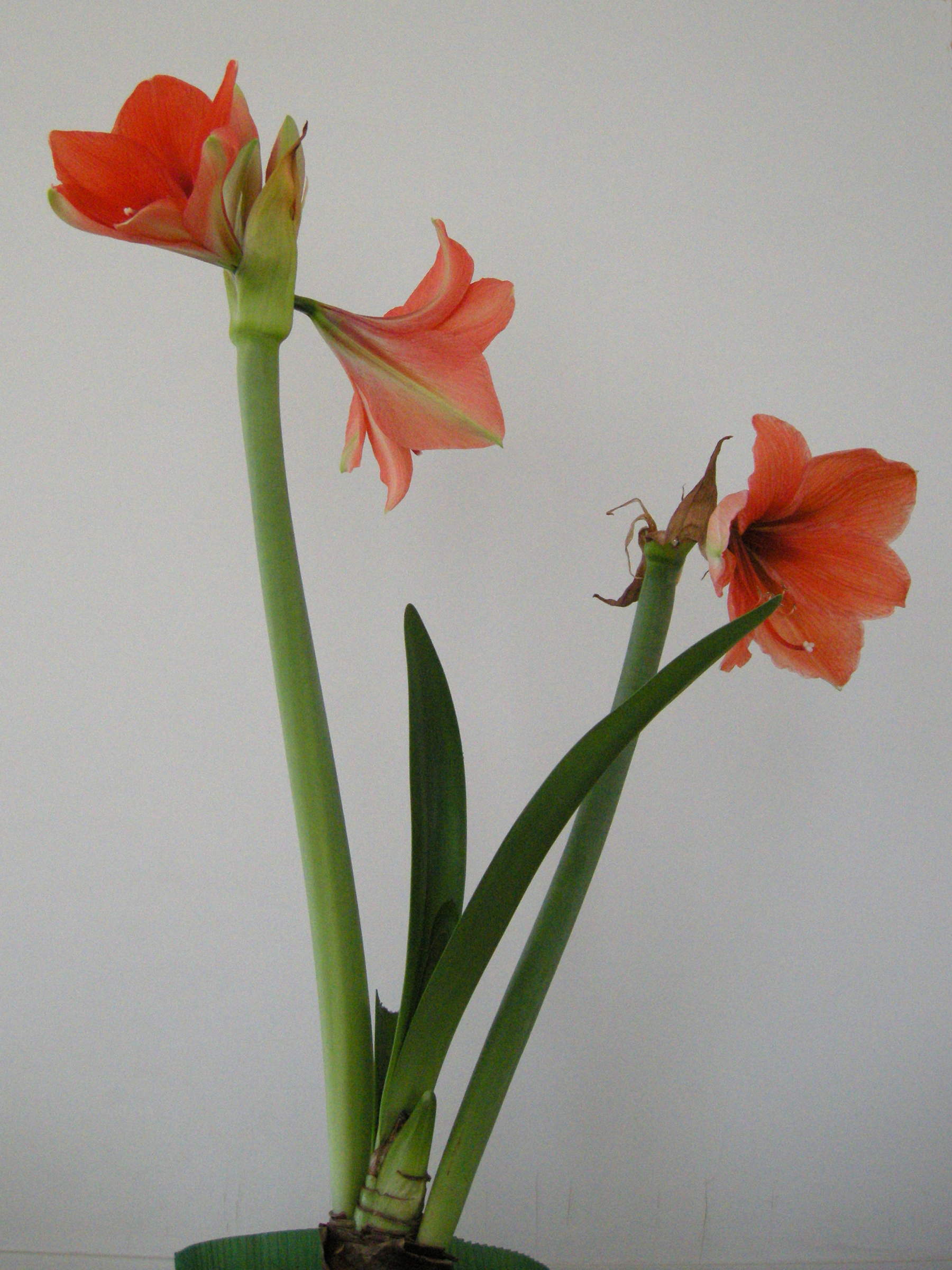 hippeastrum_sp1md