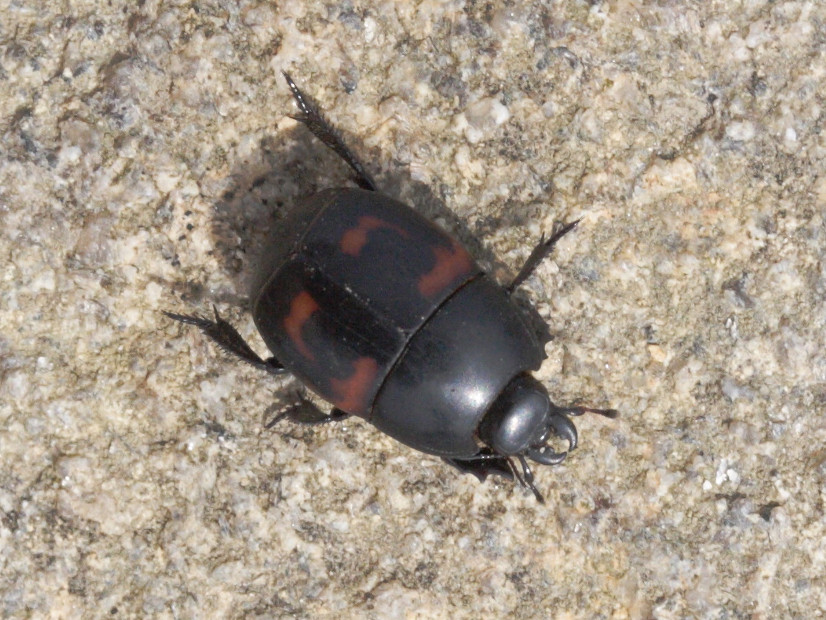 hister_quadrimaculatus2md