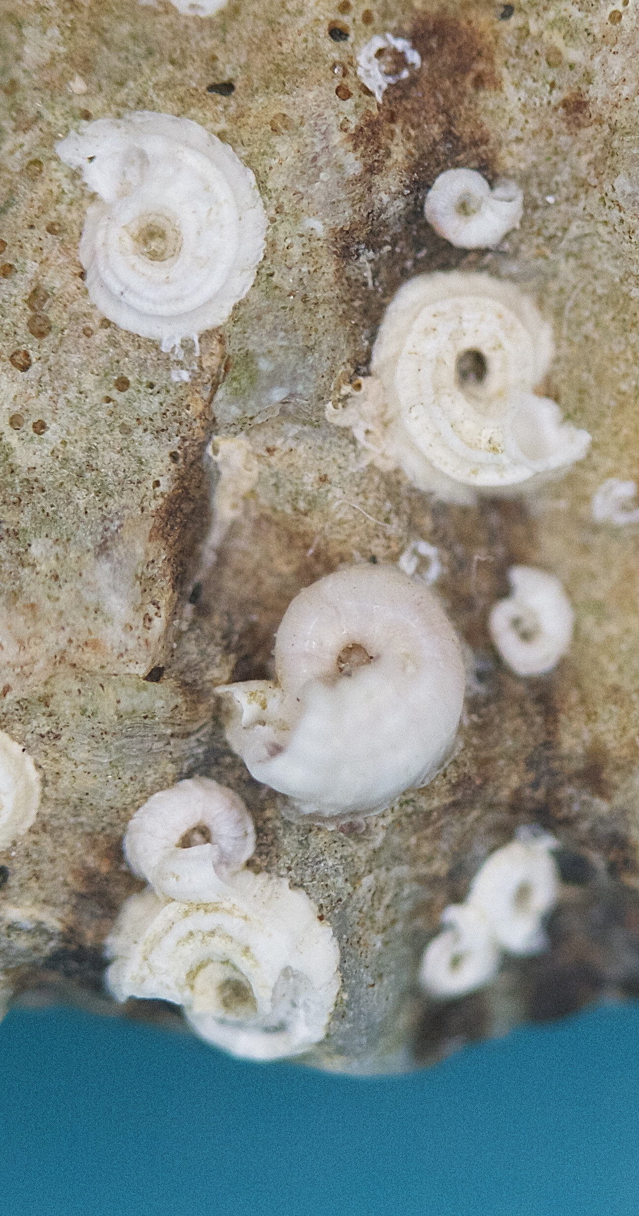 janua_pagenstecheri2md